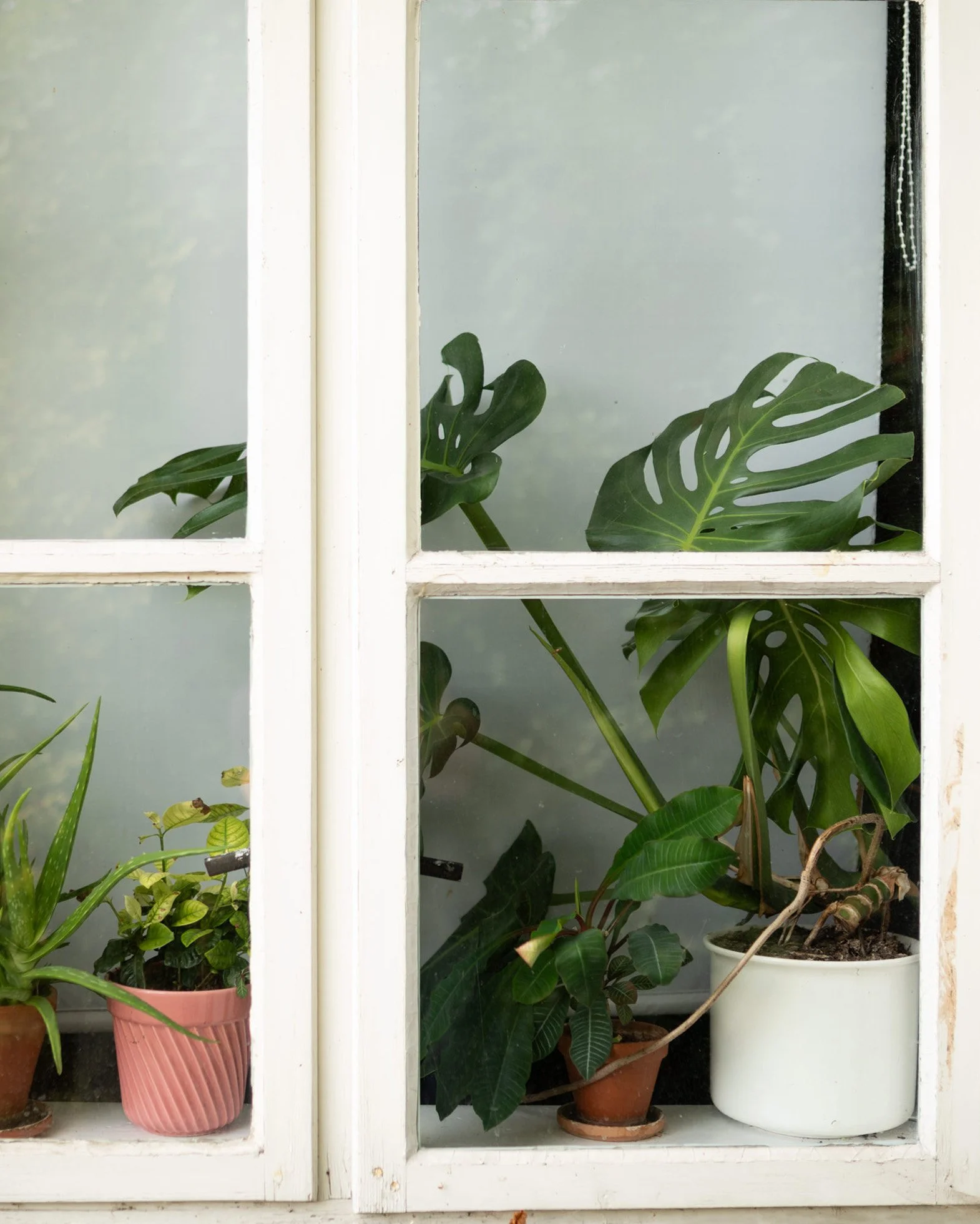Verschiedene Zimmerpflanzen in Töpfen vor einem Fenster mit weißen Rahmen. Die Pflanzen sind grün und unterschiedlich groß, einige mit großen Blättern, eine mit kleinen, runden Blättern.