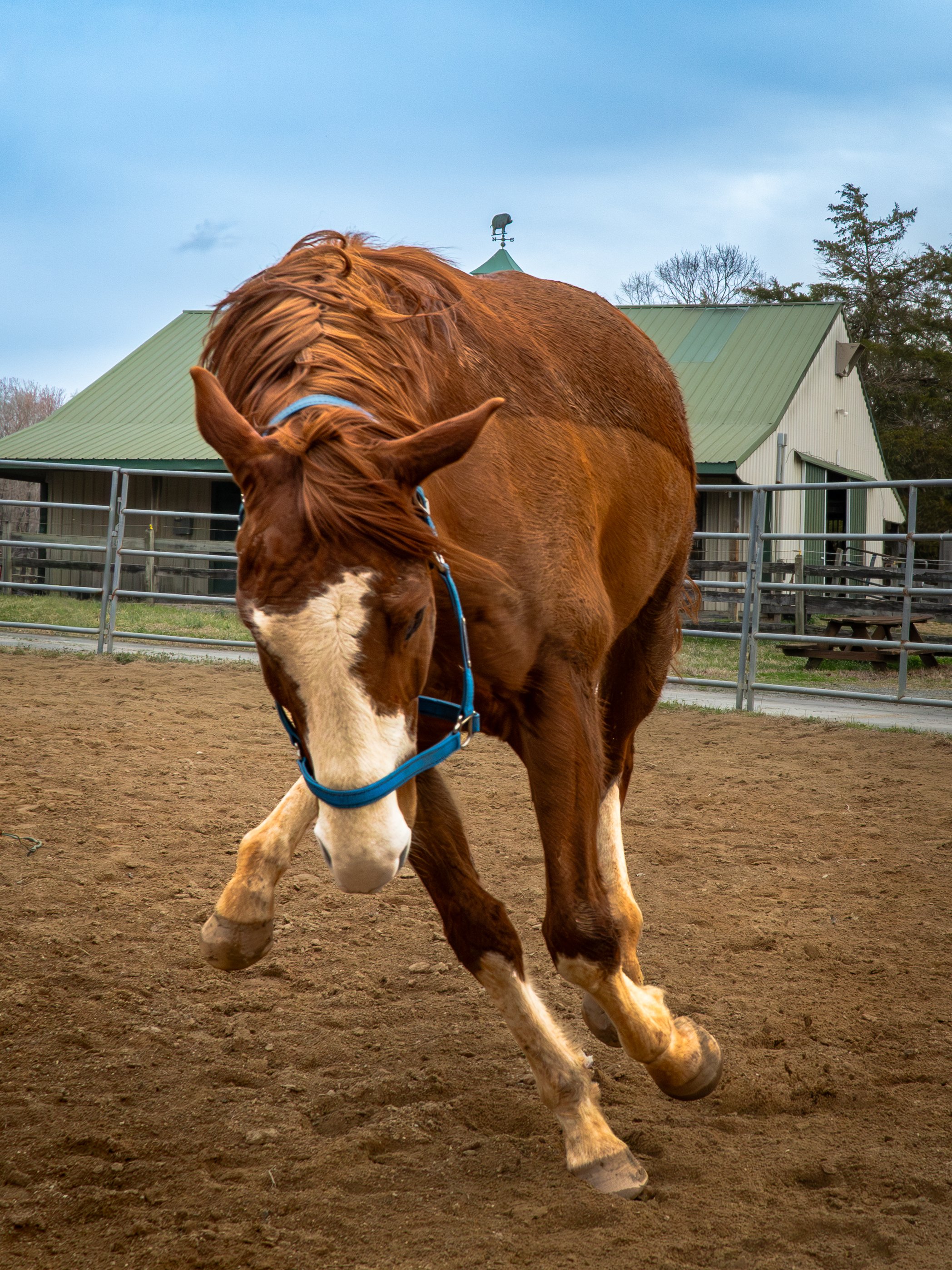 A brown and white horse walking outdoors in a fenced area with a barn and some trees in the background.