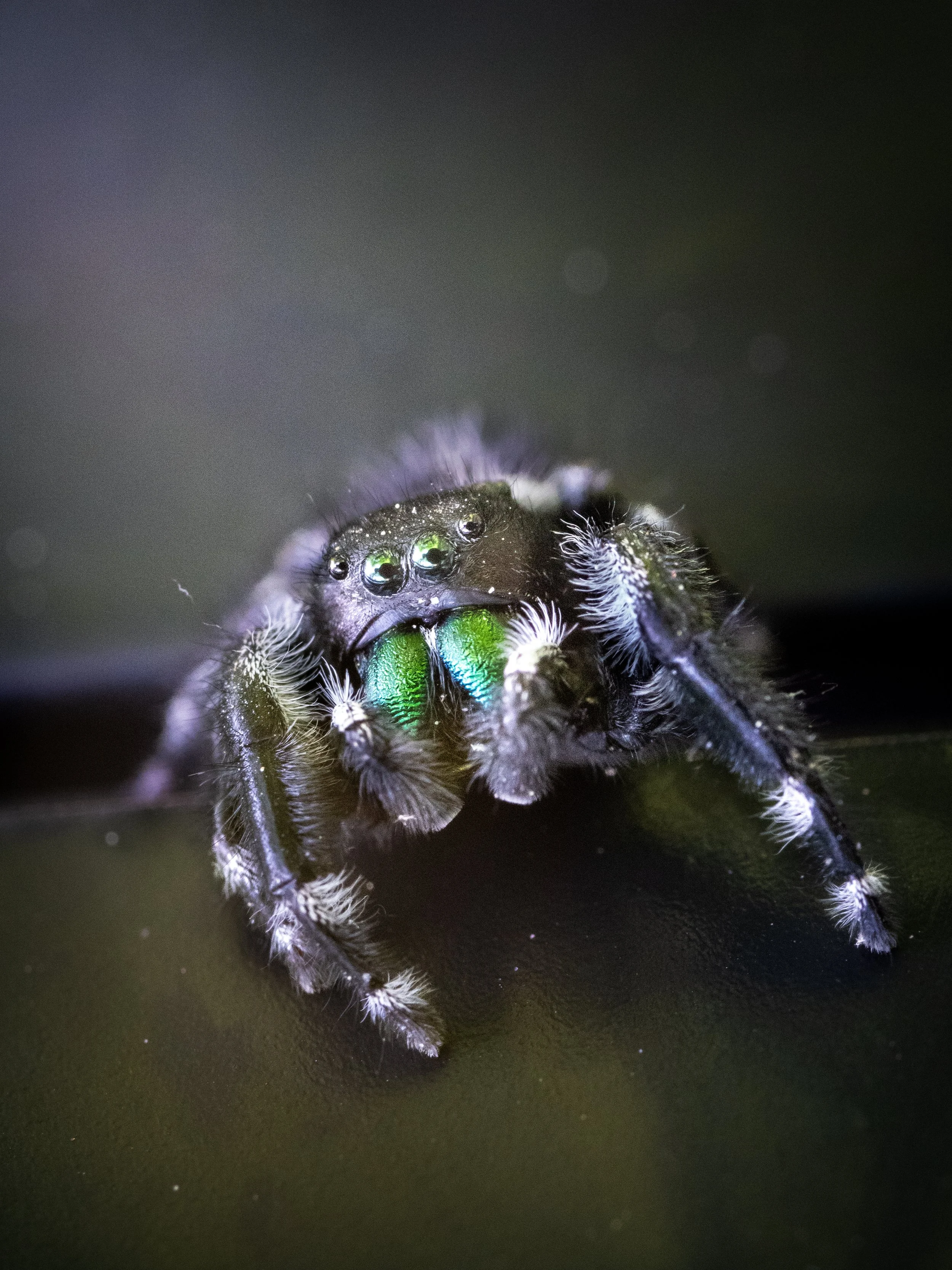 Close-up of a black jumping spider with green iridescent chelicerae, against a dark background.