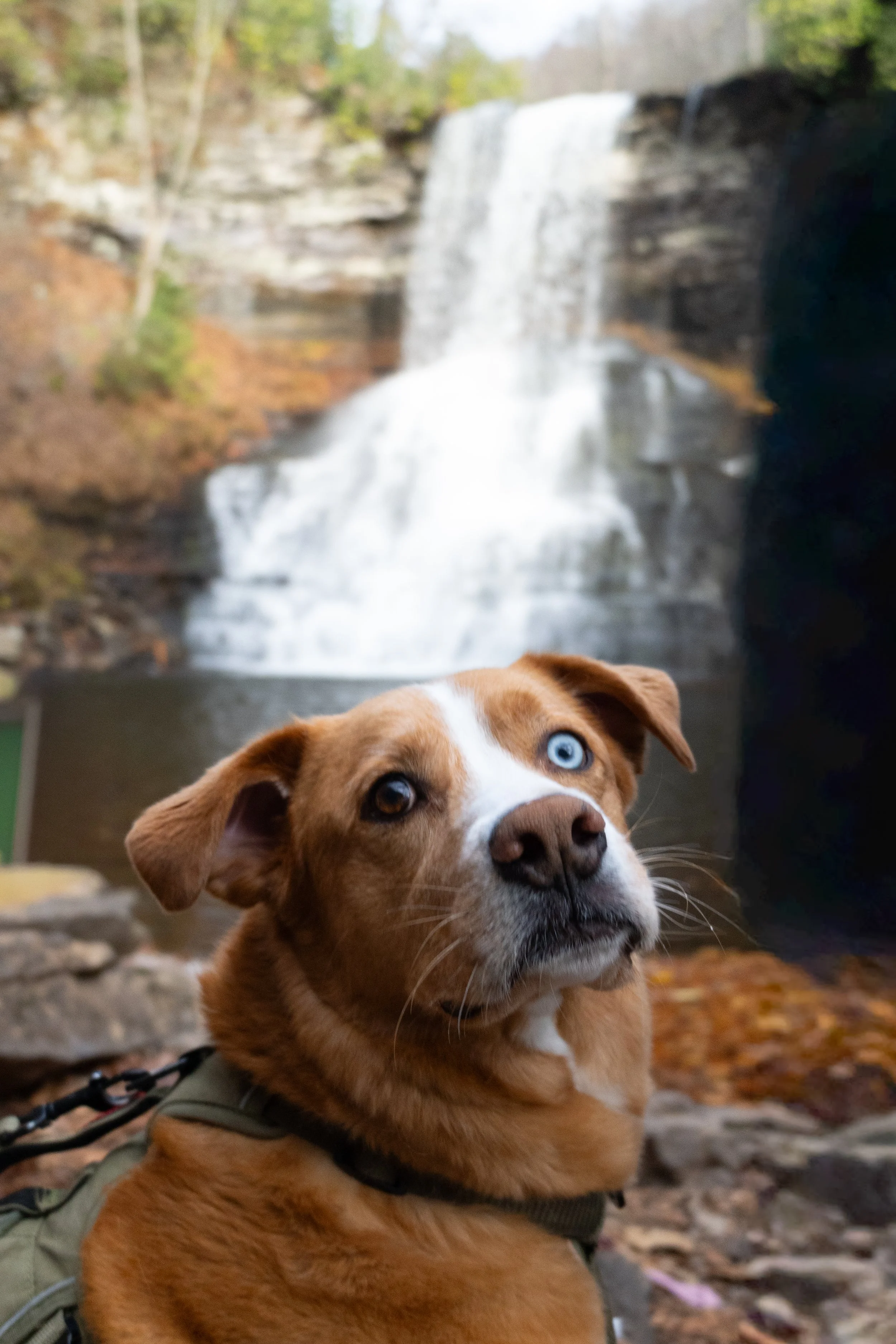 A dog with blue eyes lying on the ground in front of a waterfall surrounded by trees with autumn leaves.