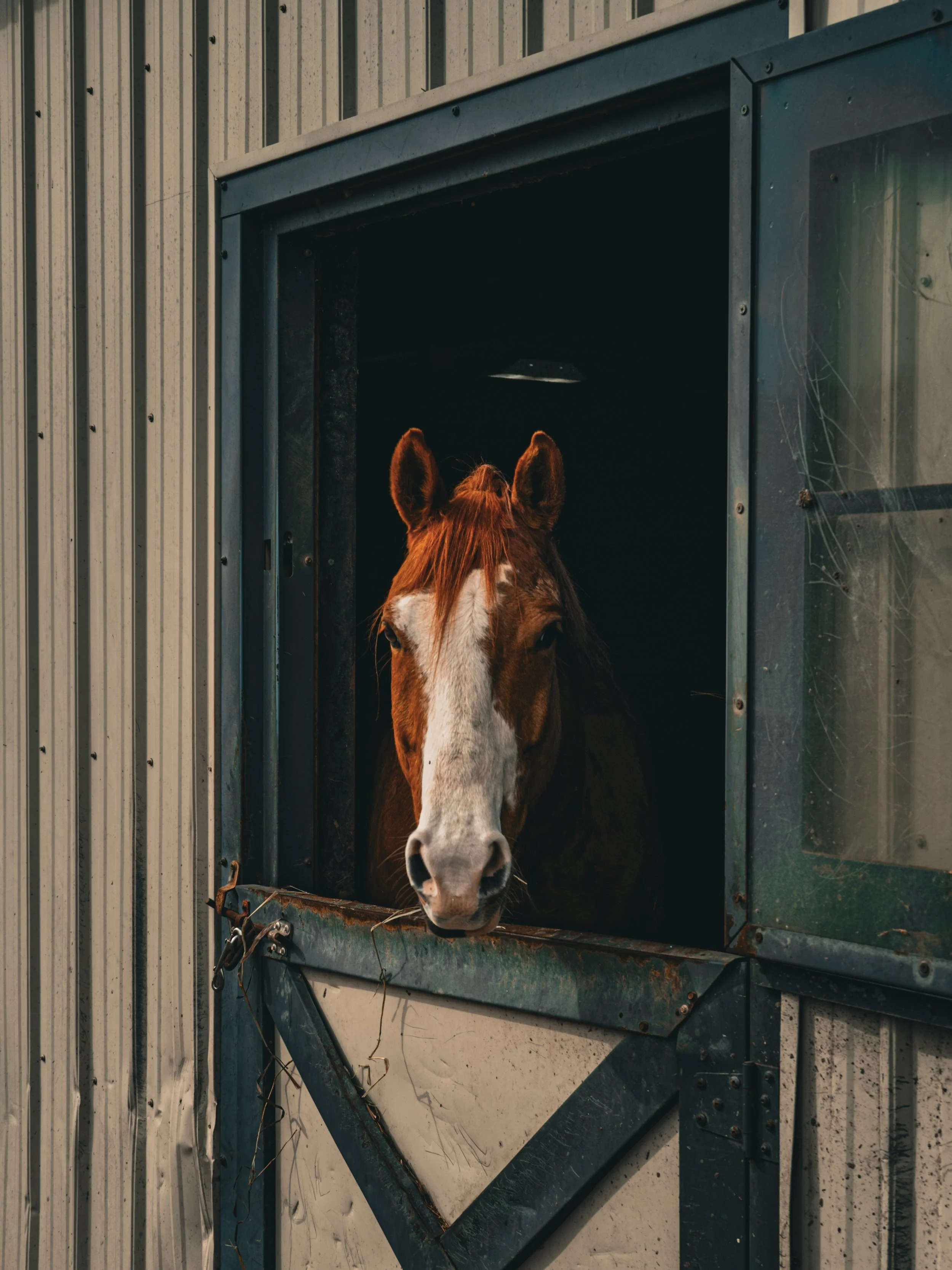 A horse peeking out of a stable door, with metal panels and a partially open door showing a dark interior.