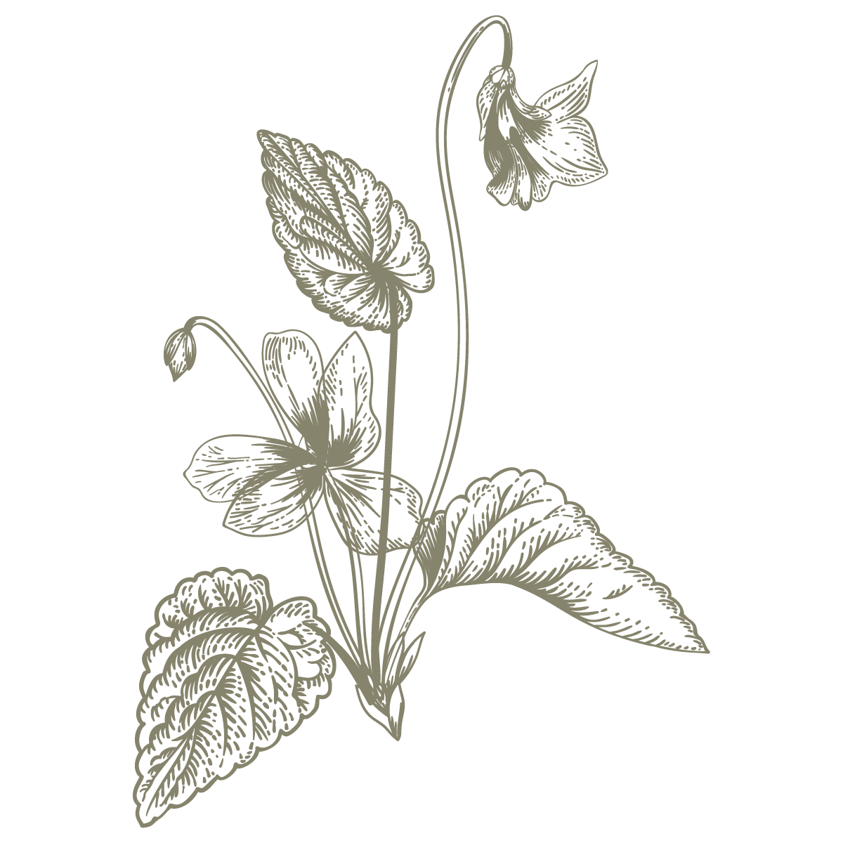 Illustration of a mint plant with leaves and flowers on a black background.