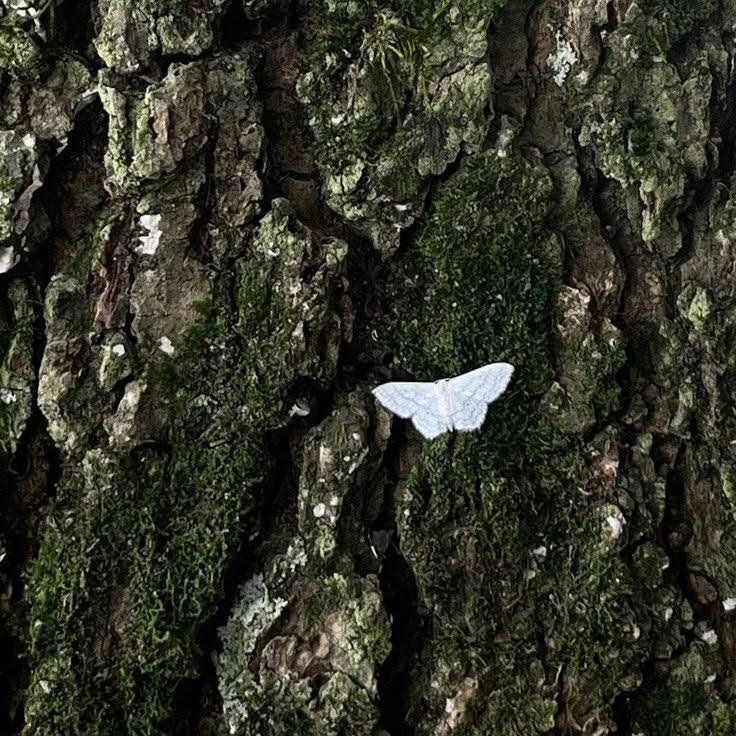 MOTHS