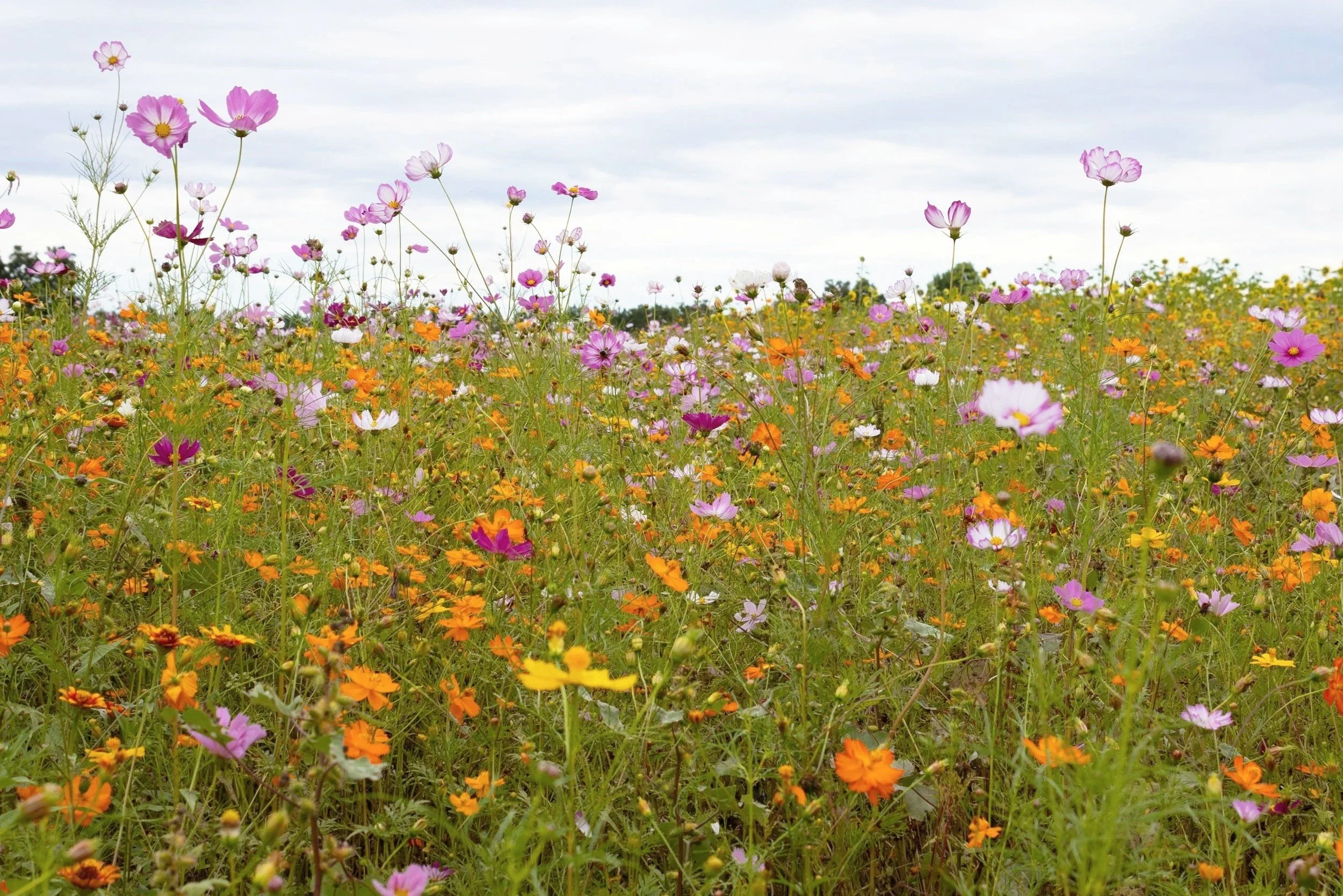 A field of colorful wildflowers with pink, purple, white, and orange blossoms under a cloudy sky.