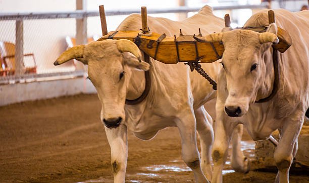 OxCart