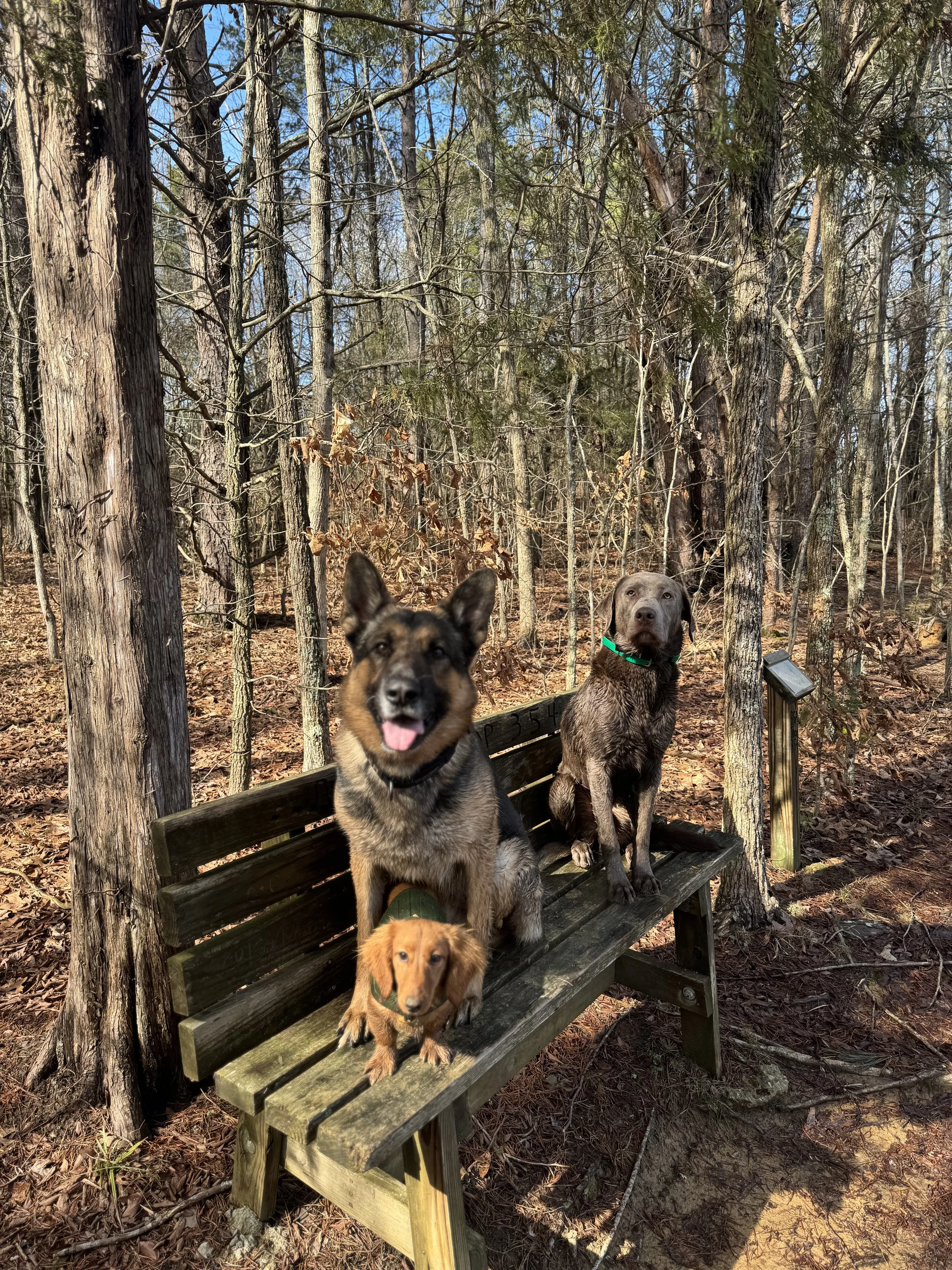 Advanced Obedience