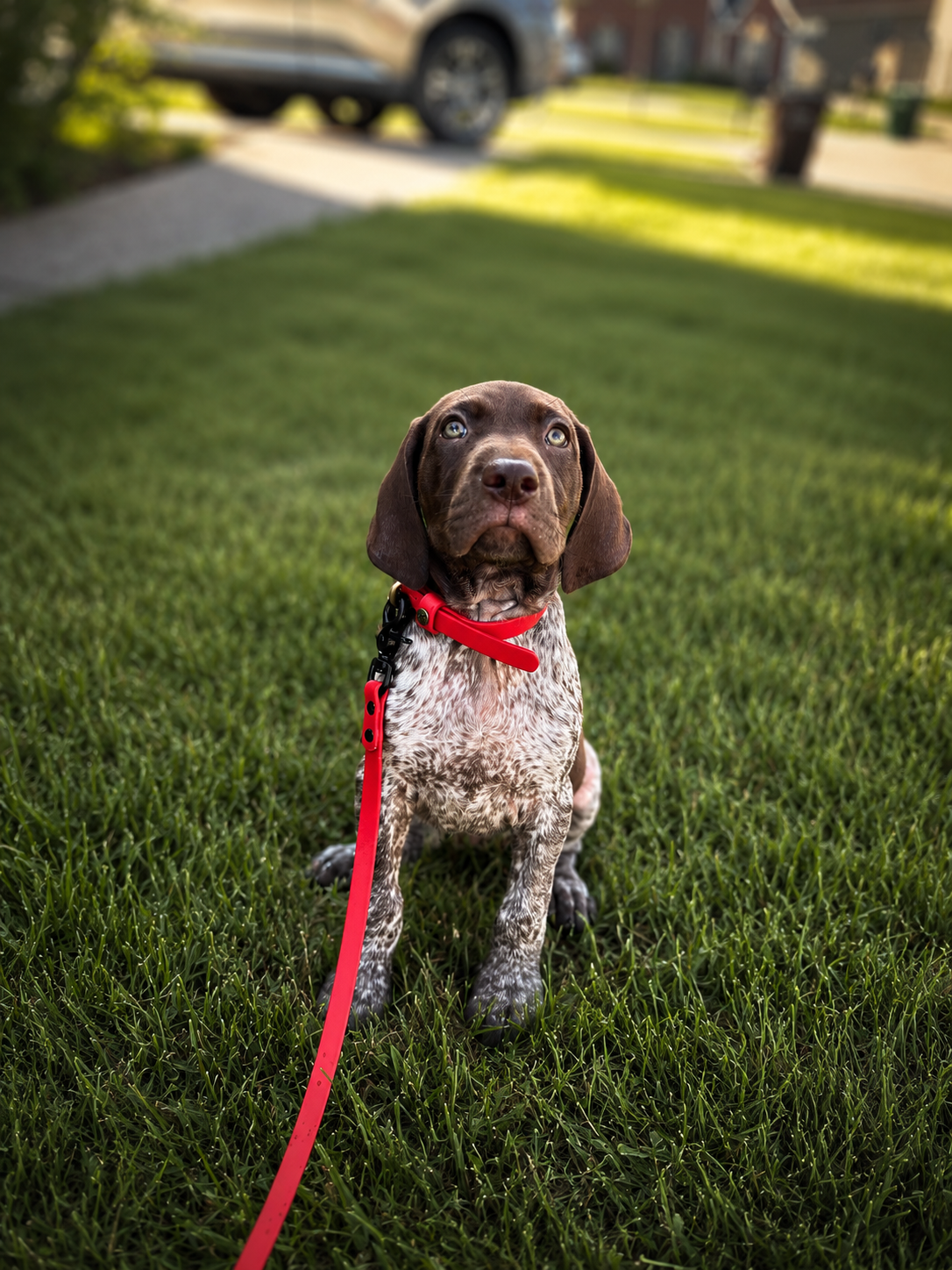 A young brown and white speckled Labrador Retriever puppy wearing a red collar and leash, sitting on lush green grass in a residential neighborhood.