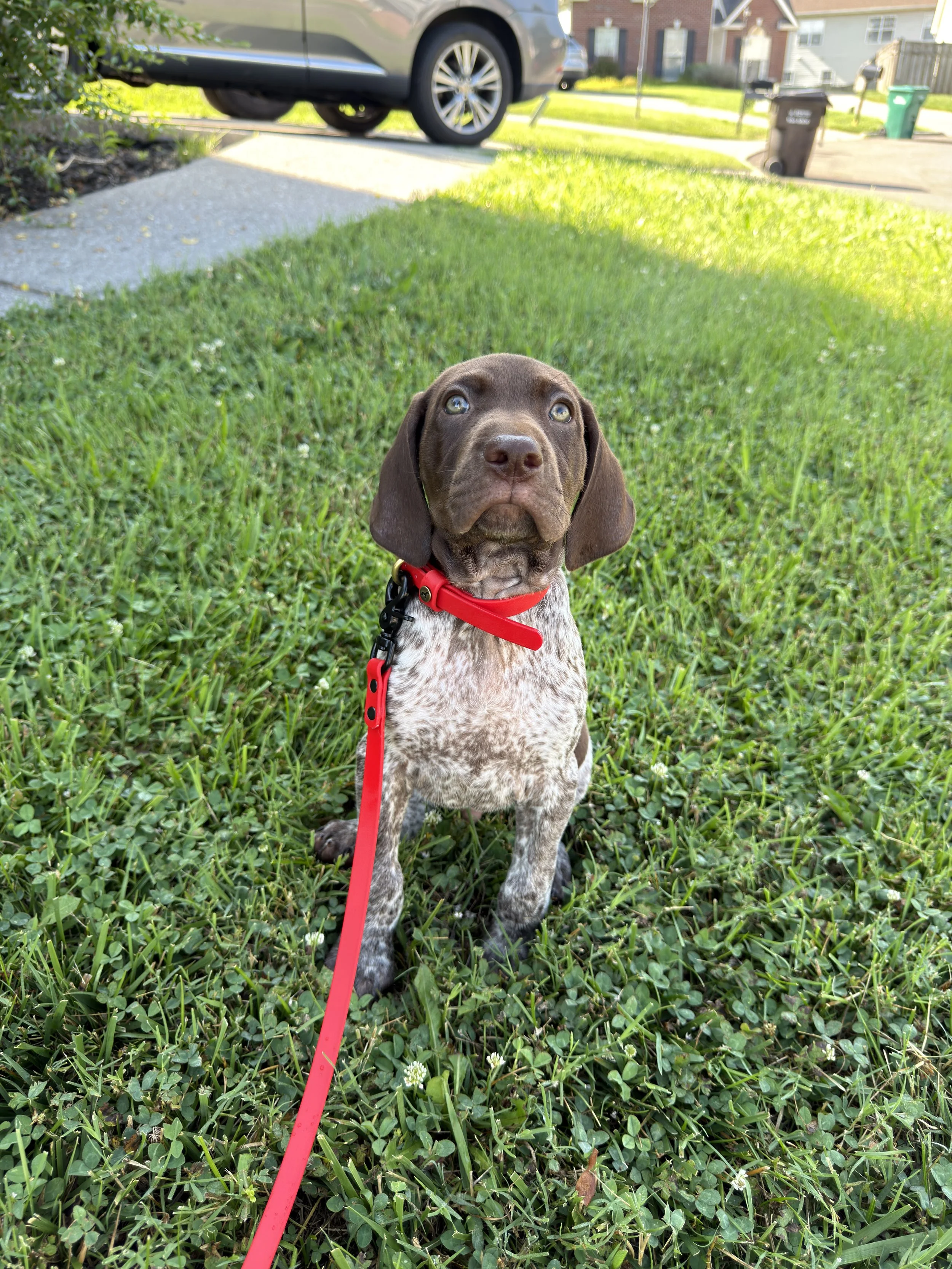 AKC Star Puppy
