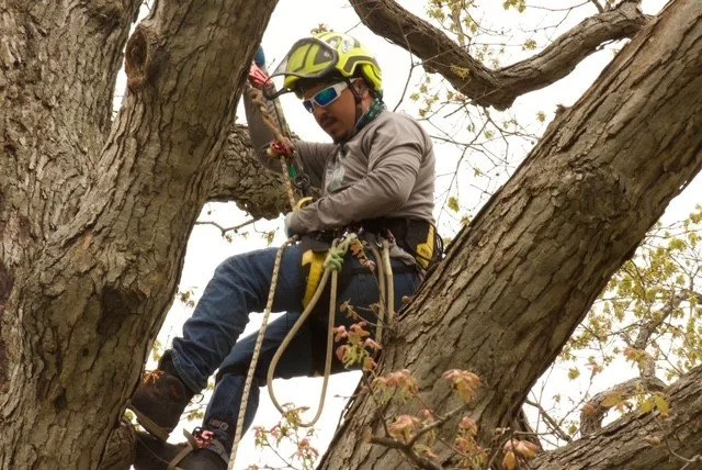 2026 IAA Tree Climbing Championship