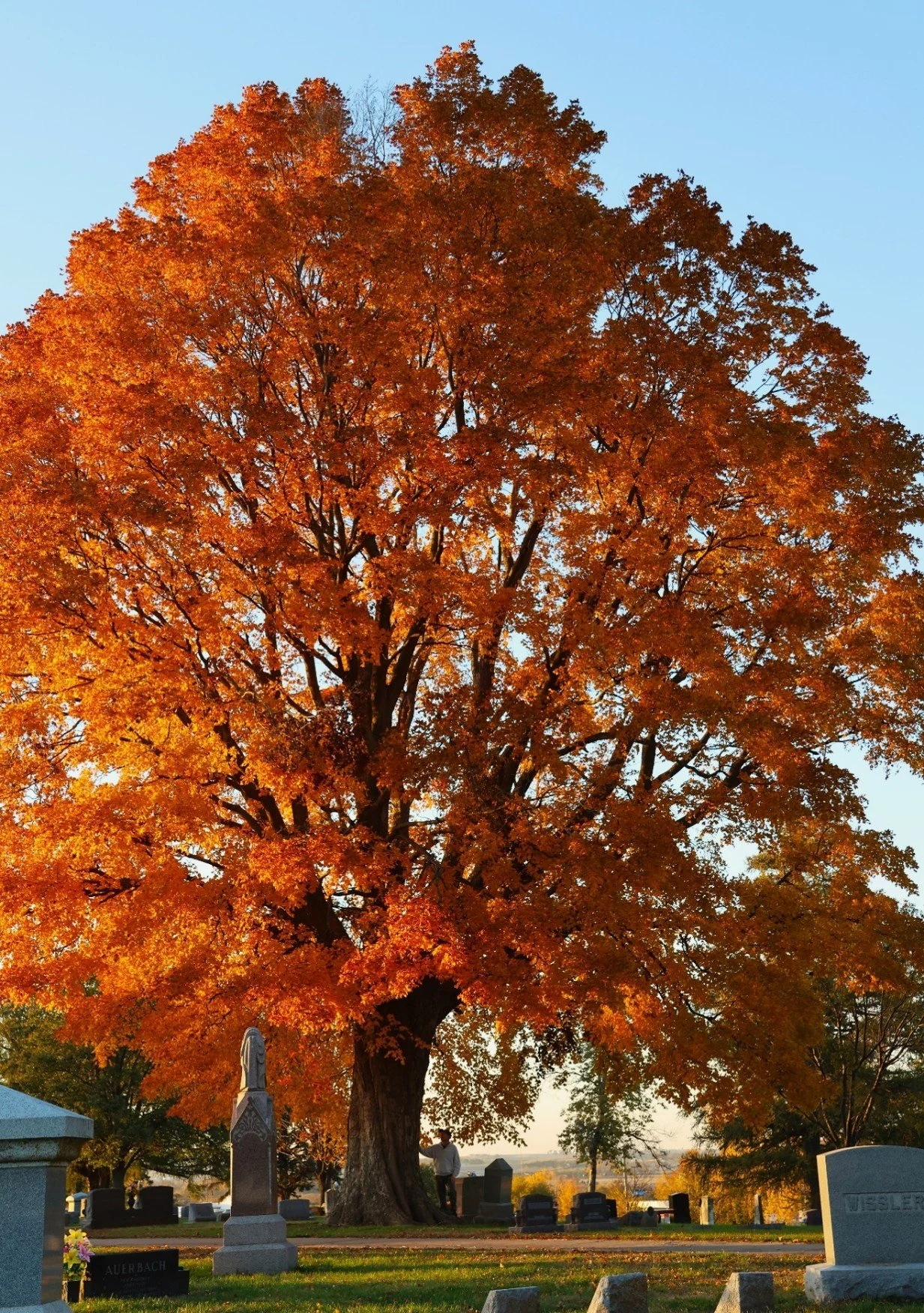Iowa Big Tree Report (July - December 2025)