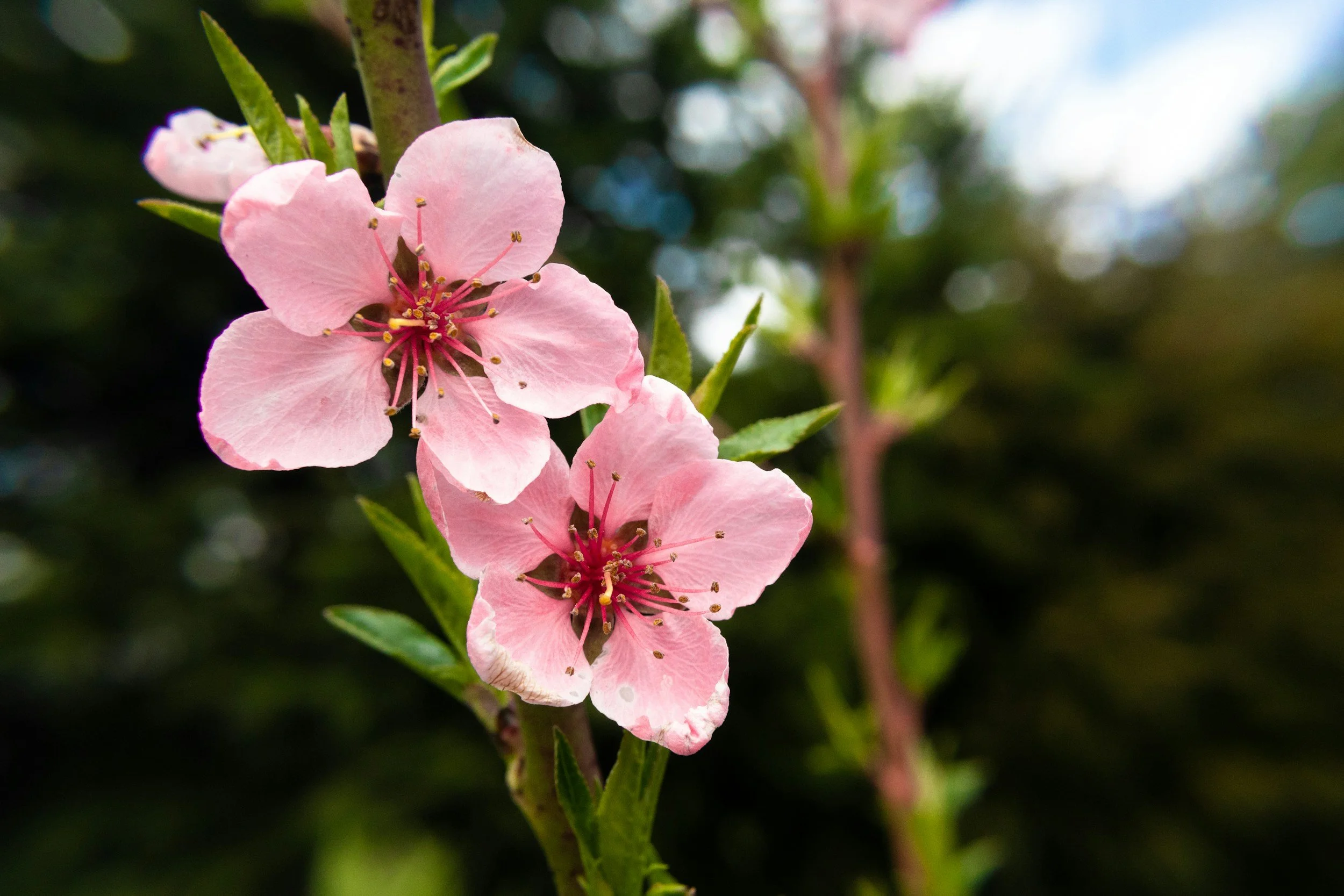 A peach blossom flower, the five petals symbolize the interconnected areas we explore through Cognitive Behavioral Therapy, thoughts, emotions, behaviors, physical sensations, and life situations. I also integrate Dialectical Behavior Therapy.