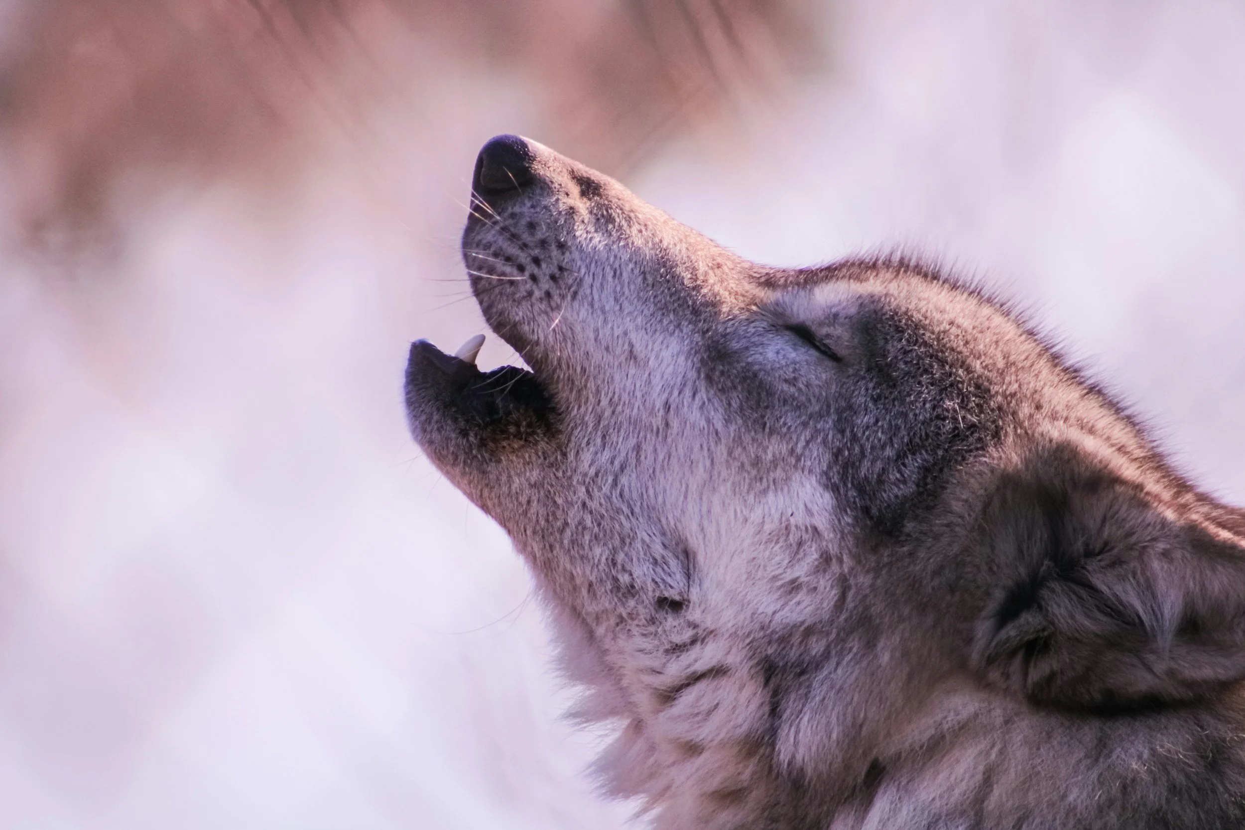 The Bones We Carry: La Loba, Midlife, and the Return of the Wild Woman