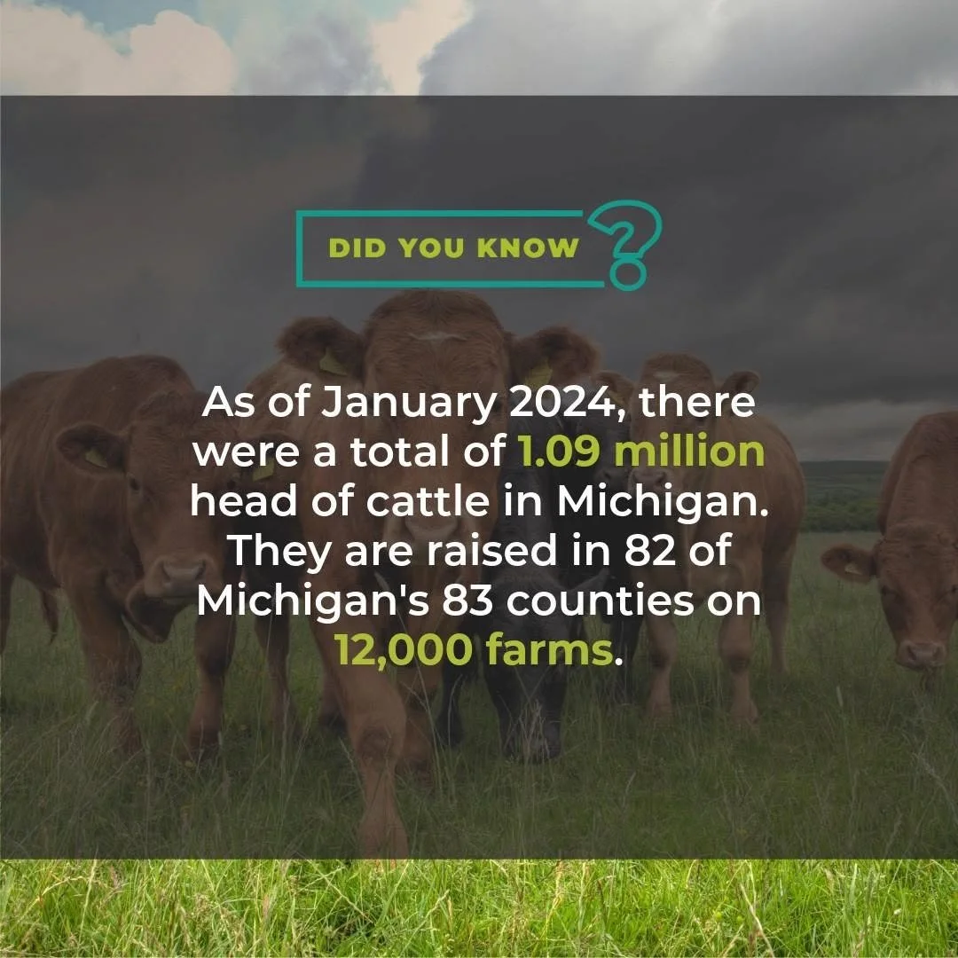 A group of cattle on a grassy field with a cloudy sky overhead, overlaid with text containing cattle statistics in Michigan.