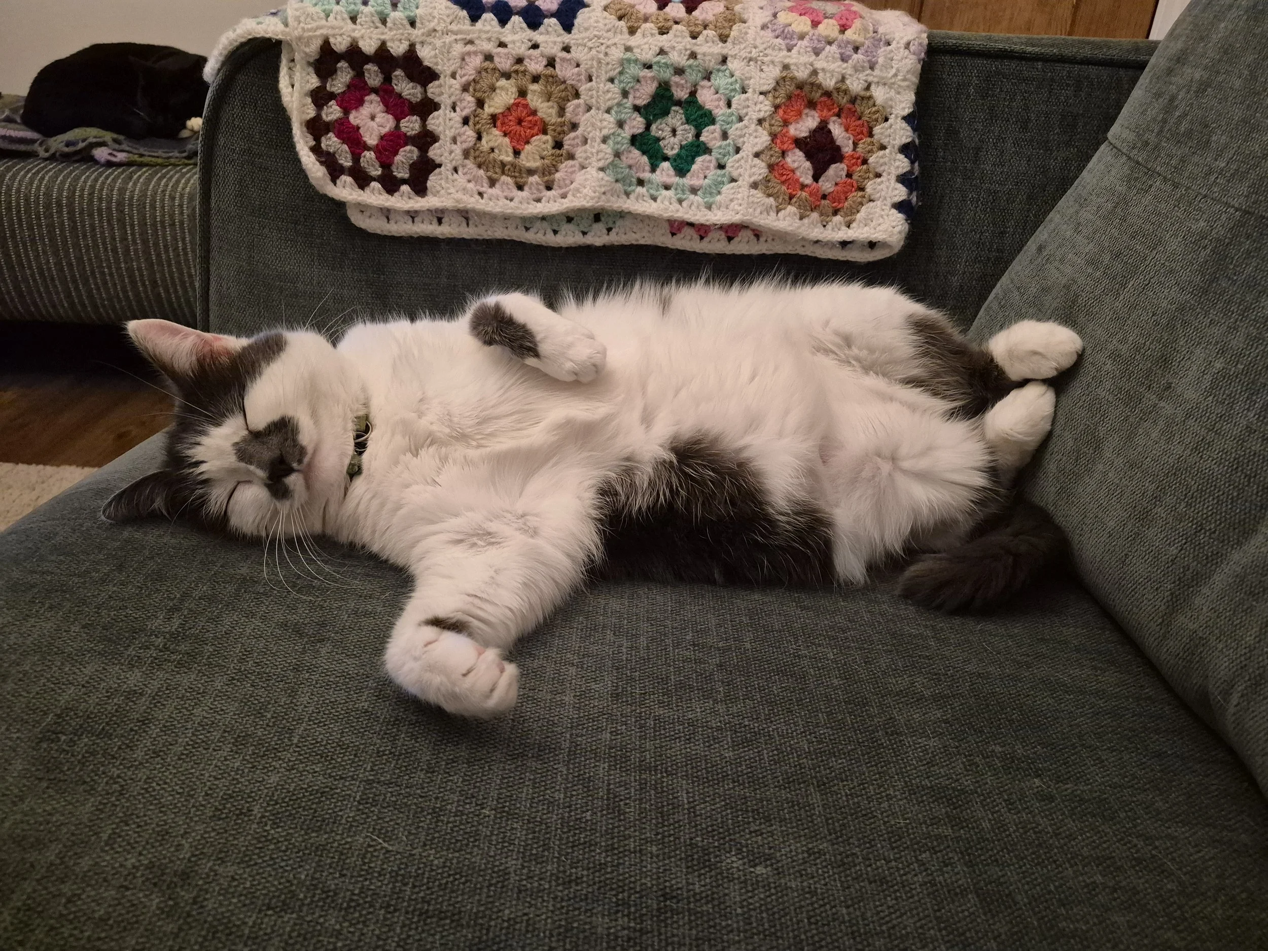 A black and white cat lying on its back on a gray couch with its eyes closed and paws curled. A crocheted blanket with multicolored granny squares is draped over the back of the couch. In the background, there is another couch with a folded blanket or clothing on it.