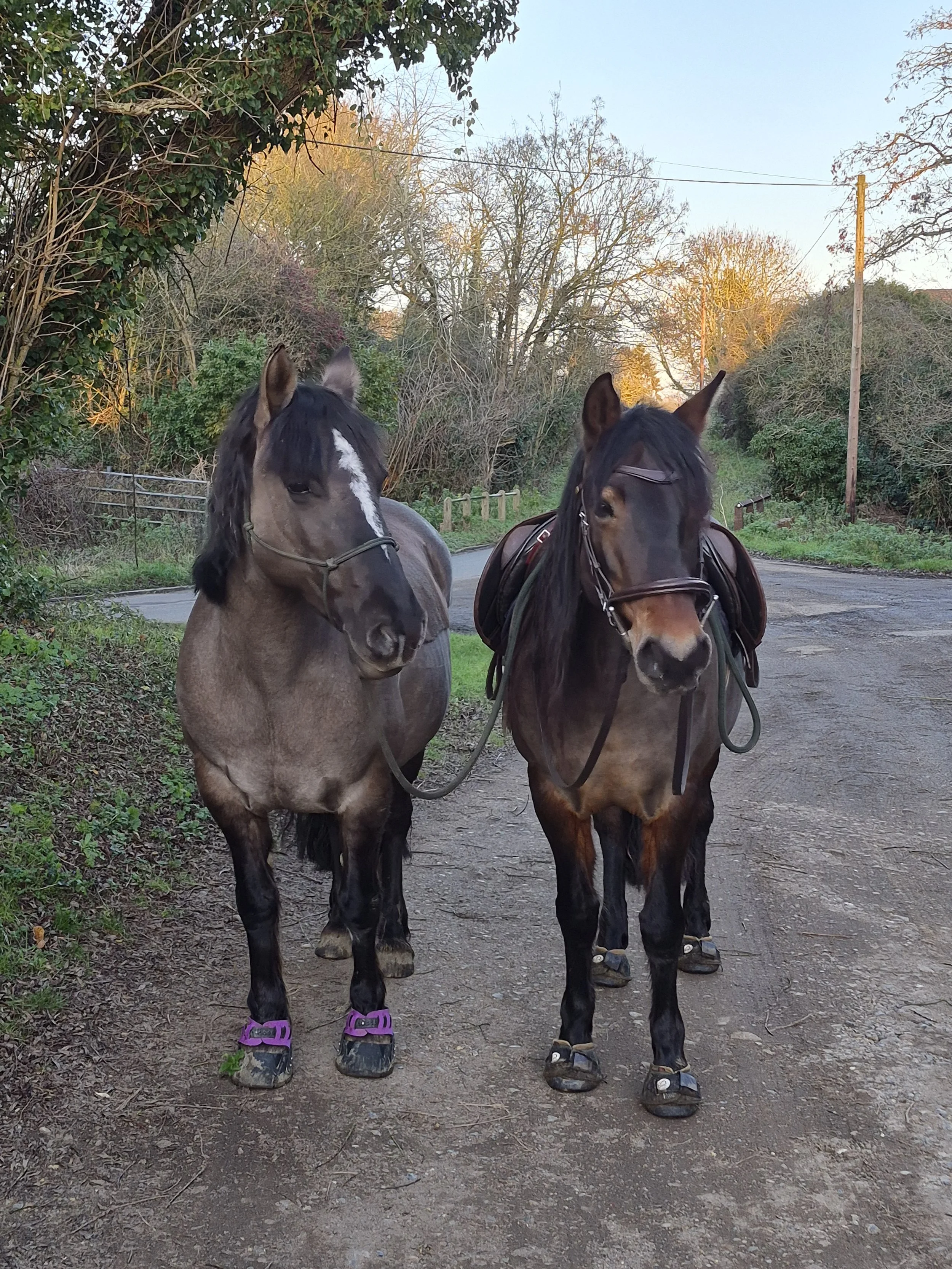 Two horses wearing shoes and saddles standing on a dirt path amid trees during sunset.