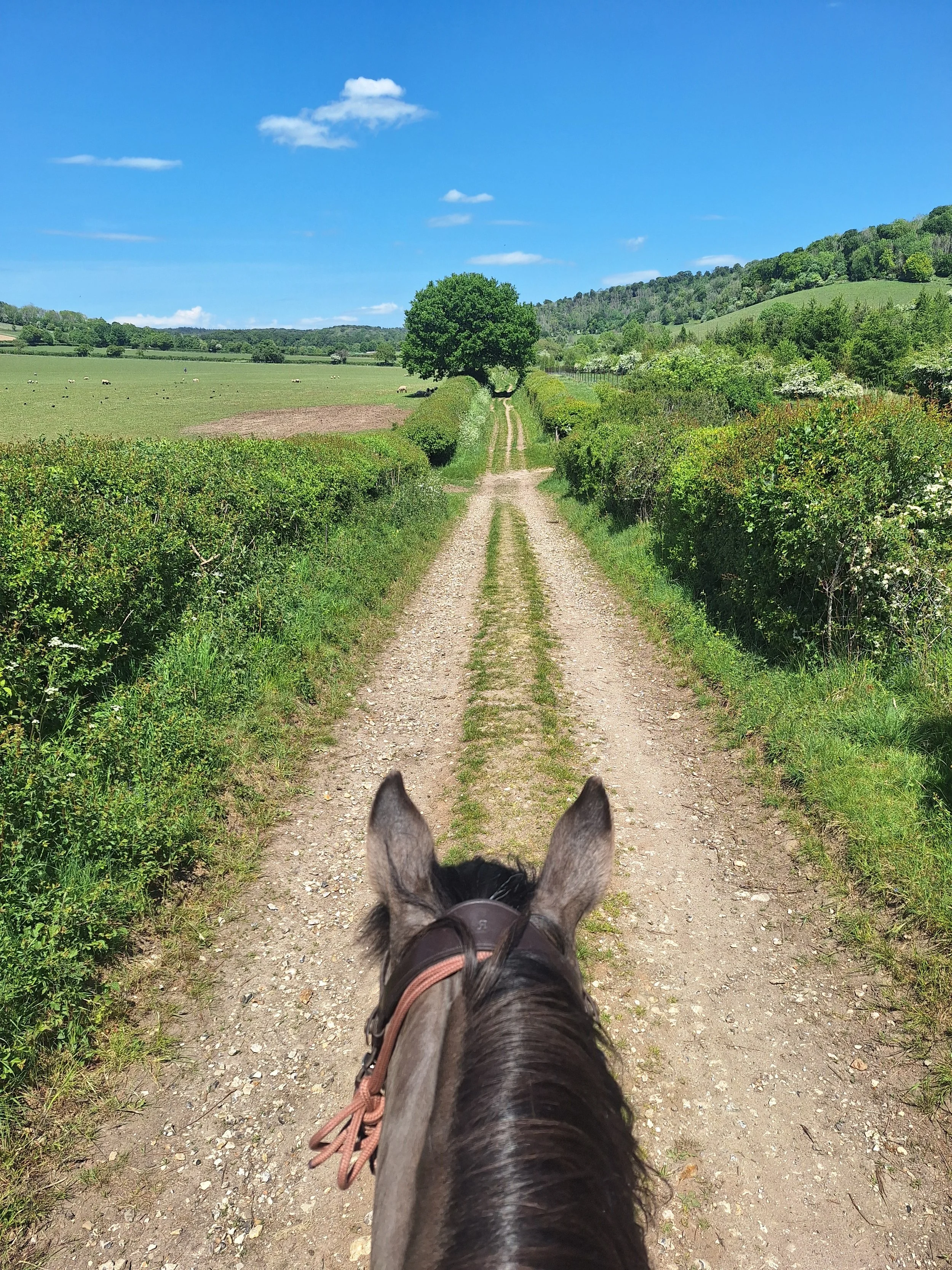 View from horseback riding through a countryside trail with green fields, trees, and hills under a blue sky with scattered clouds.