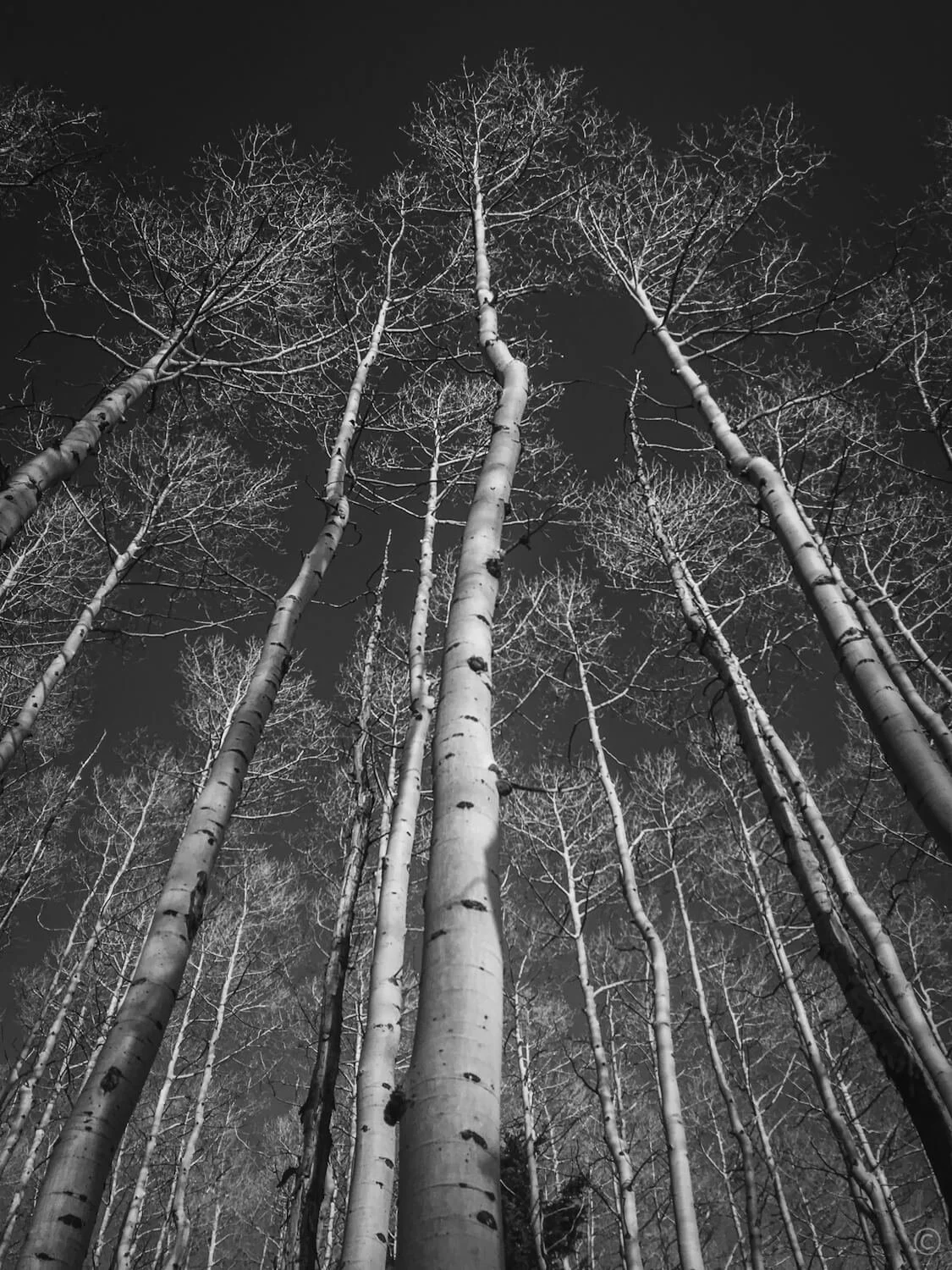 Black-and-white photo looking up through tall aspen tree trunks against a dark sky outside of Santa Fe, NM