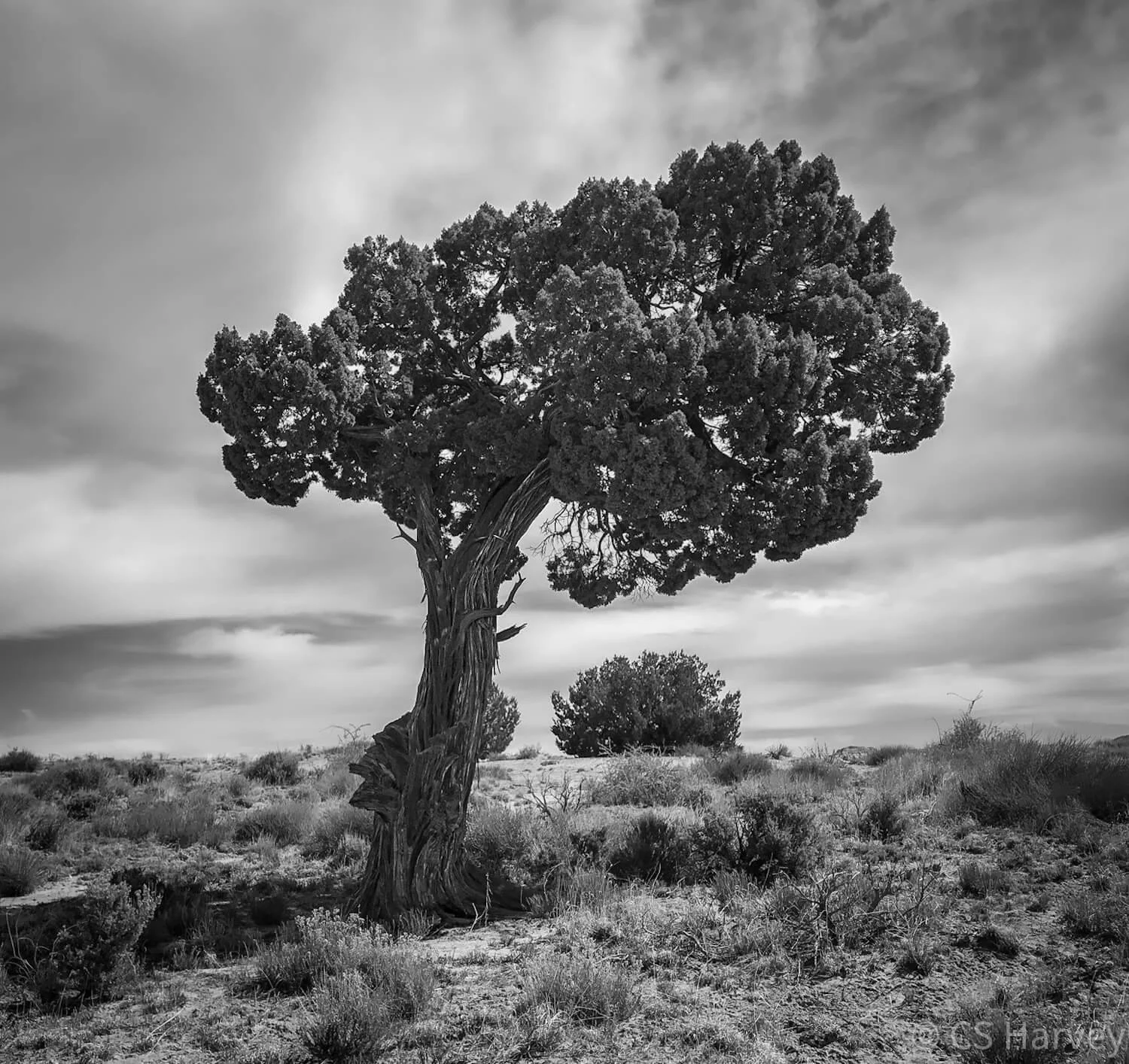 Black-and-white photo of a windswept juniper tree with broad canopy, desert scrubland and cloudy sky in northwest New Mexico's Bisti Badlands.