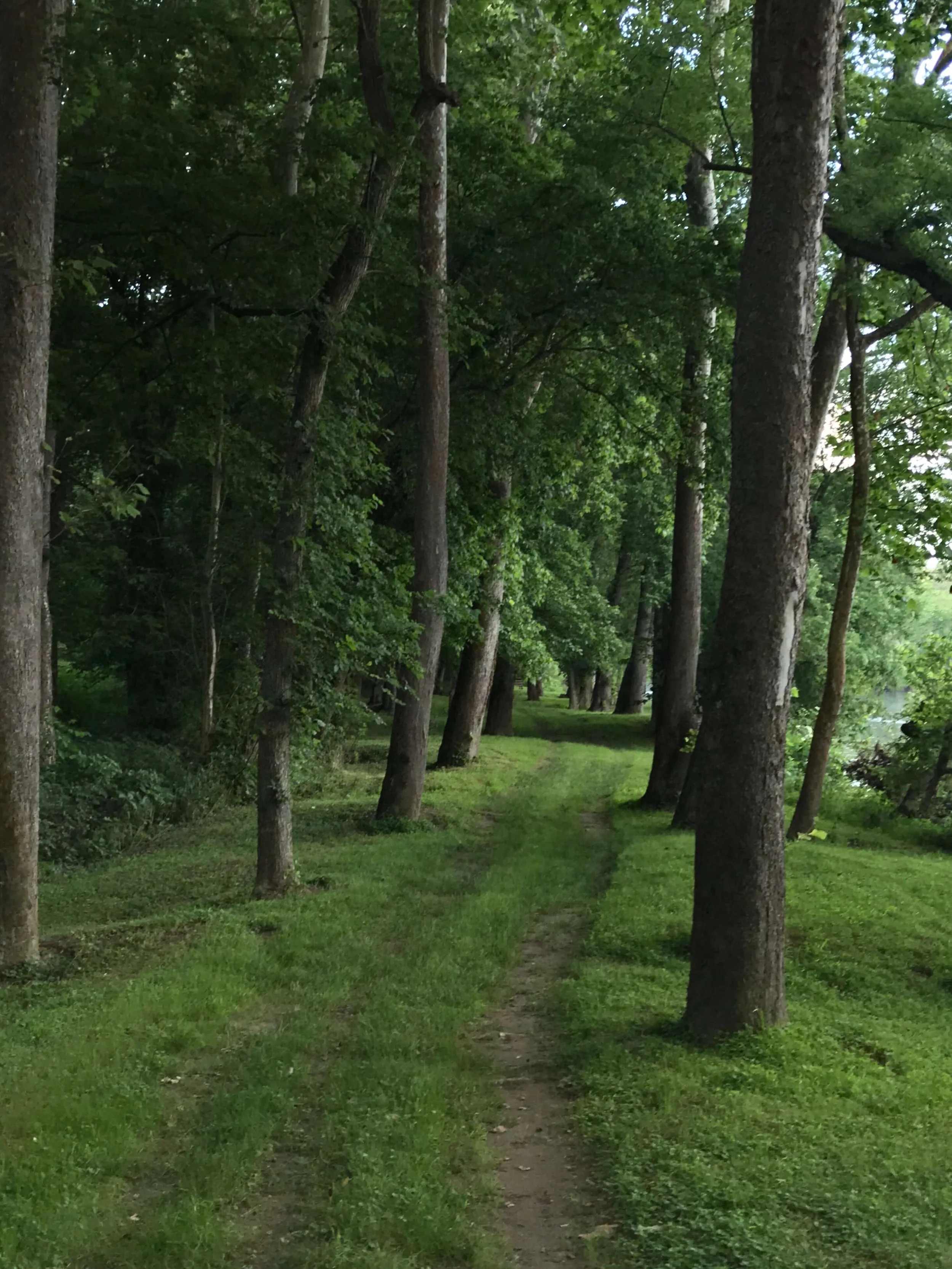 Photograph of a deep green forest with trees lining either side of a two wheeled worn path visible between the trees on the grassy path.  The woods appear to sit to the left over a river which is visible in the distant right side of the photo