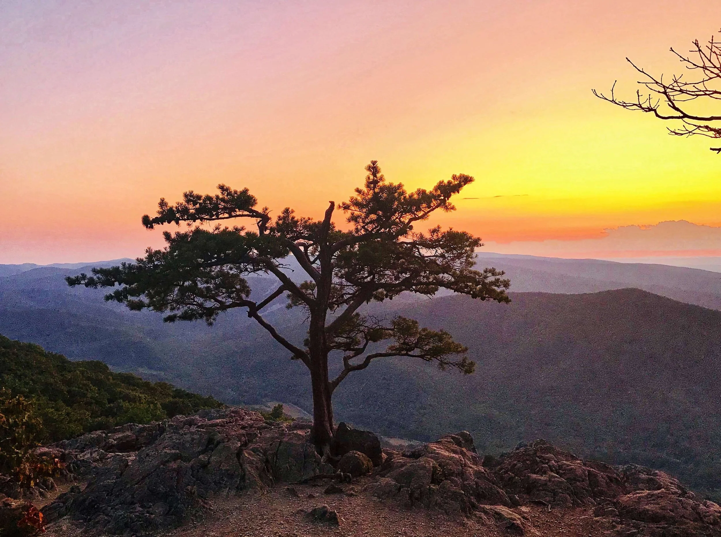 A sunset landscape scene with the Sentinel pine tree at Raven's Roost standing watch over a golden hour  along. the Blue Ridge Parkway.