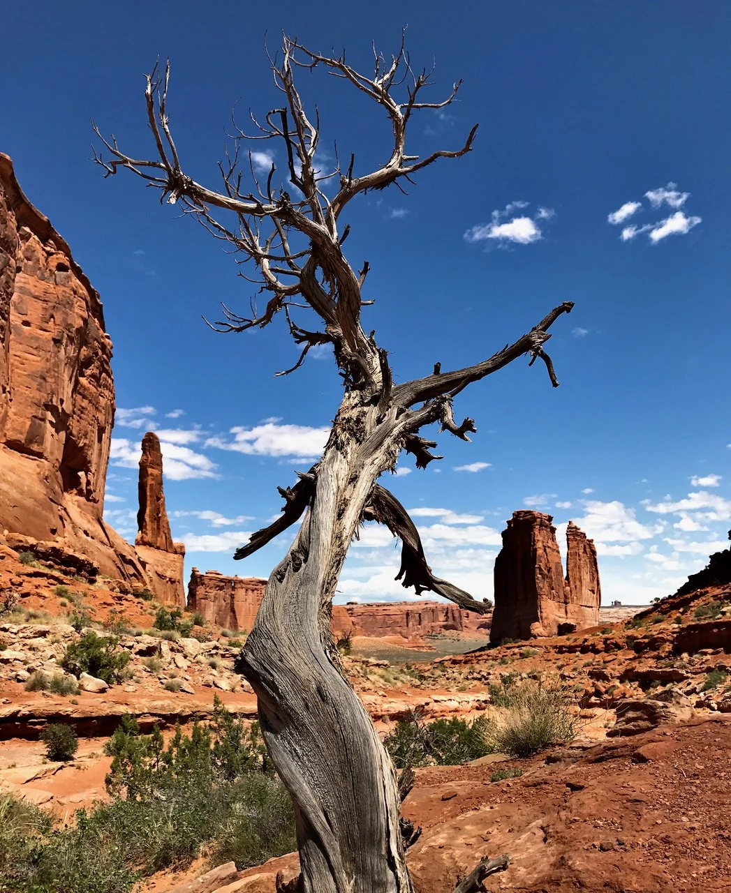 Weathered dead tree silhouetted against blue sky, red rock canyon spires and cliffs of Park Avenue in Arches National Park in background