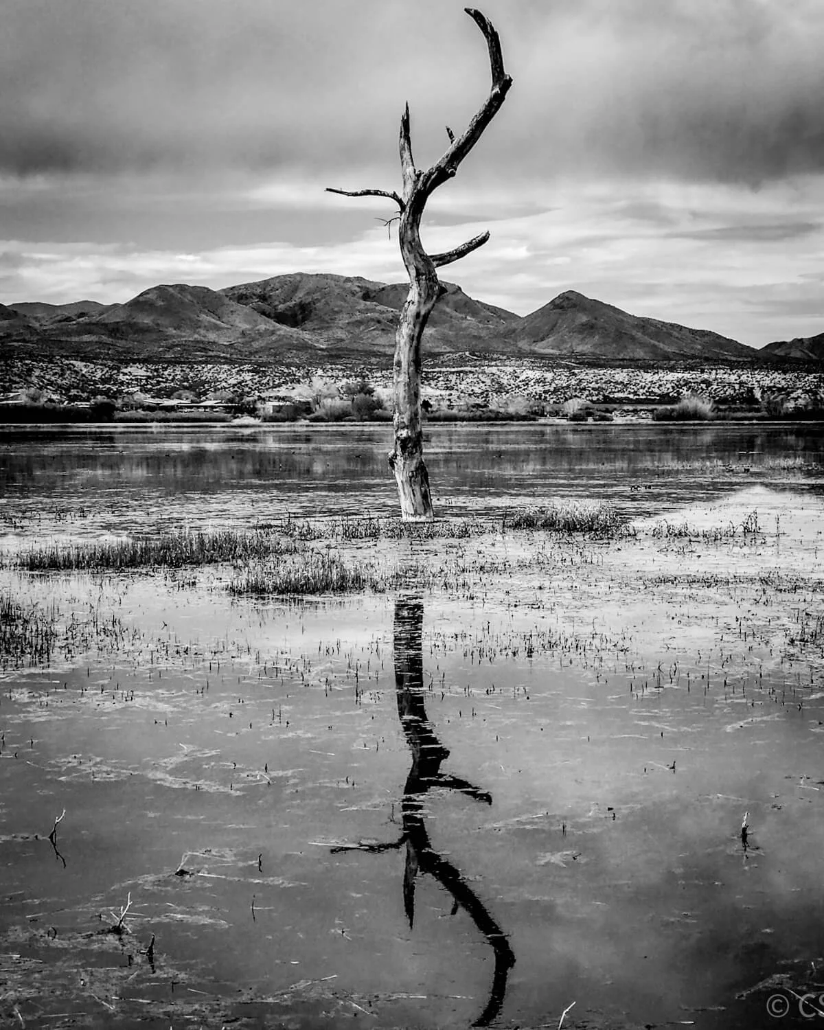 Bare dead tree standing in still wetland water of the bosque south of Albuquerque, mirror reflection, mountains in the distance