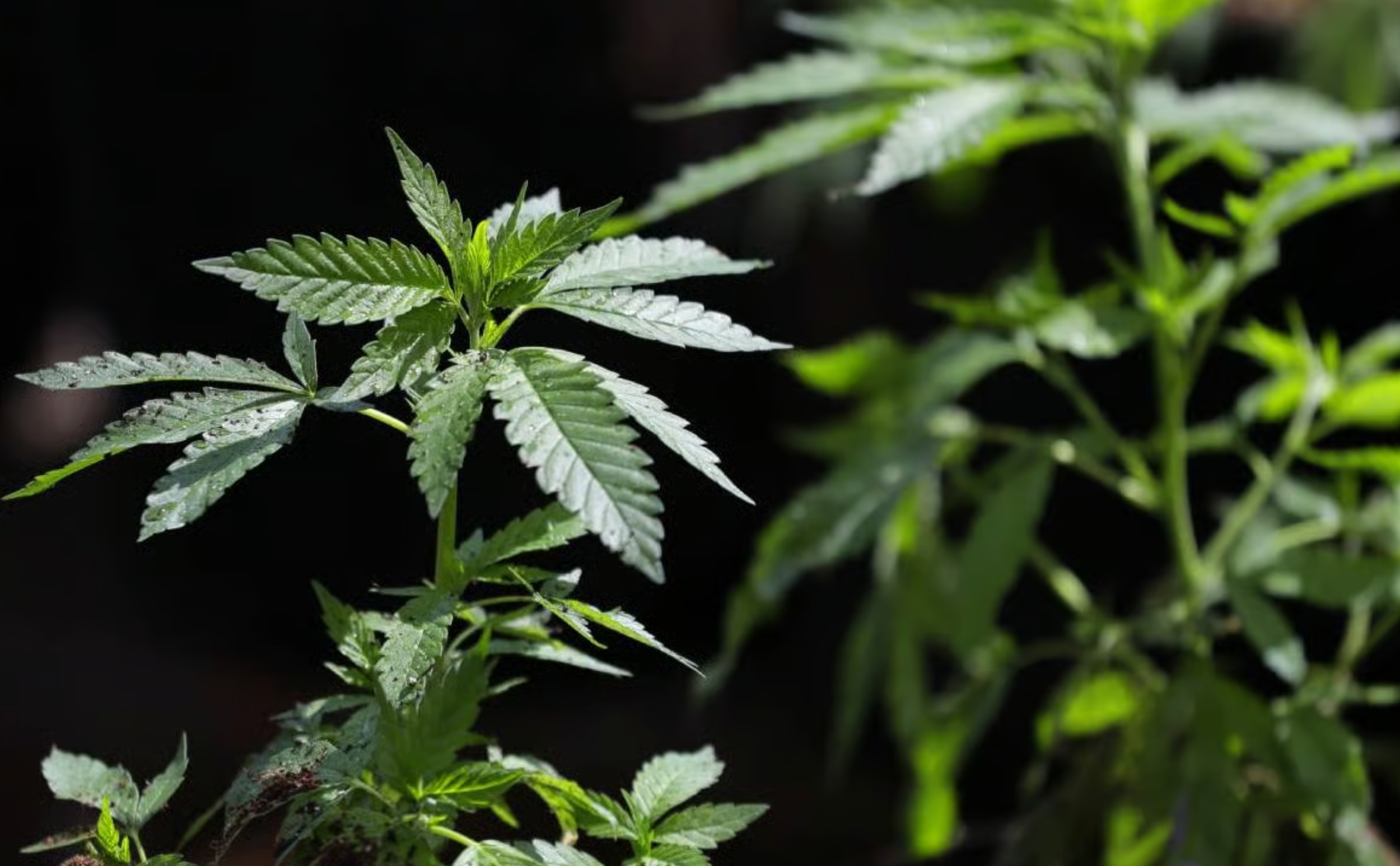 Image of cannabis plant