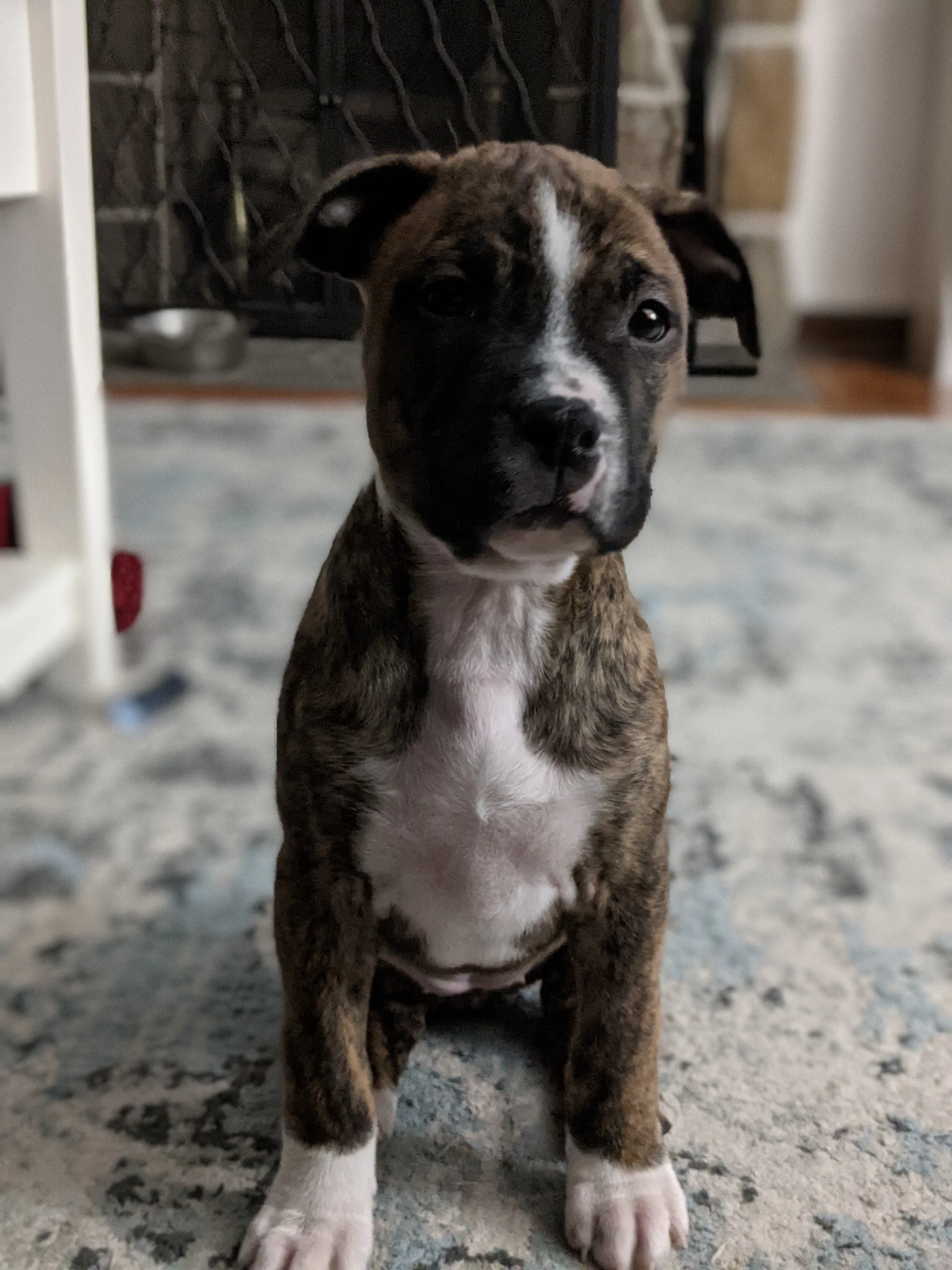 Brindle and white puppy sitting on a carpeted floor indoors.