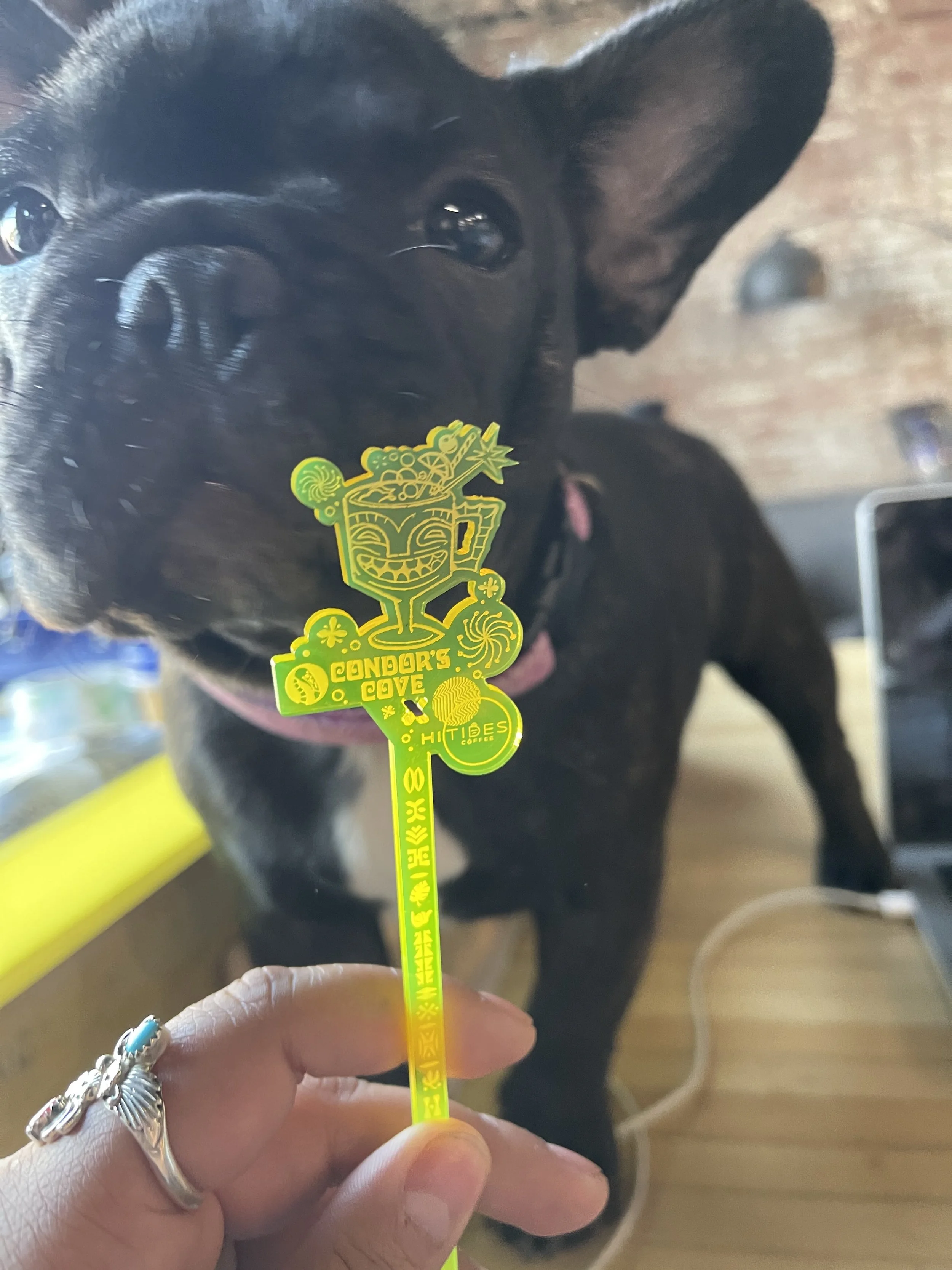 A person holding a yellow decorative stir stick with the text 'Condor's Cave' and 'Hides Coffee' in front of a black dog with a shiny coat, dark eyes, and large ears, sitting on a wooden floor.
