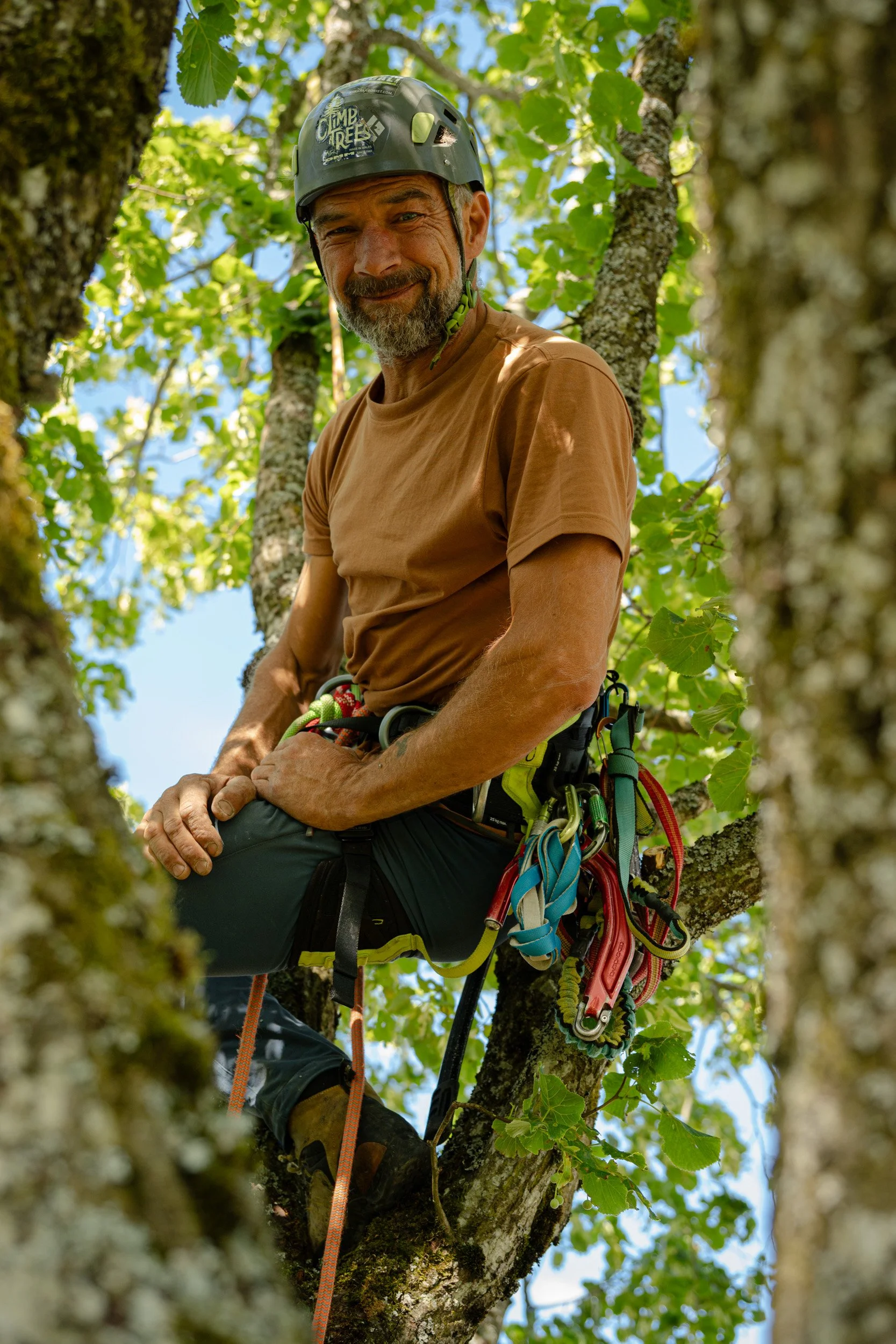 Baumkletterer mit Helm und Kletterausrüstung sitzt zwischen den Ästen eines belaubten Baumes.