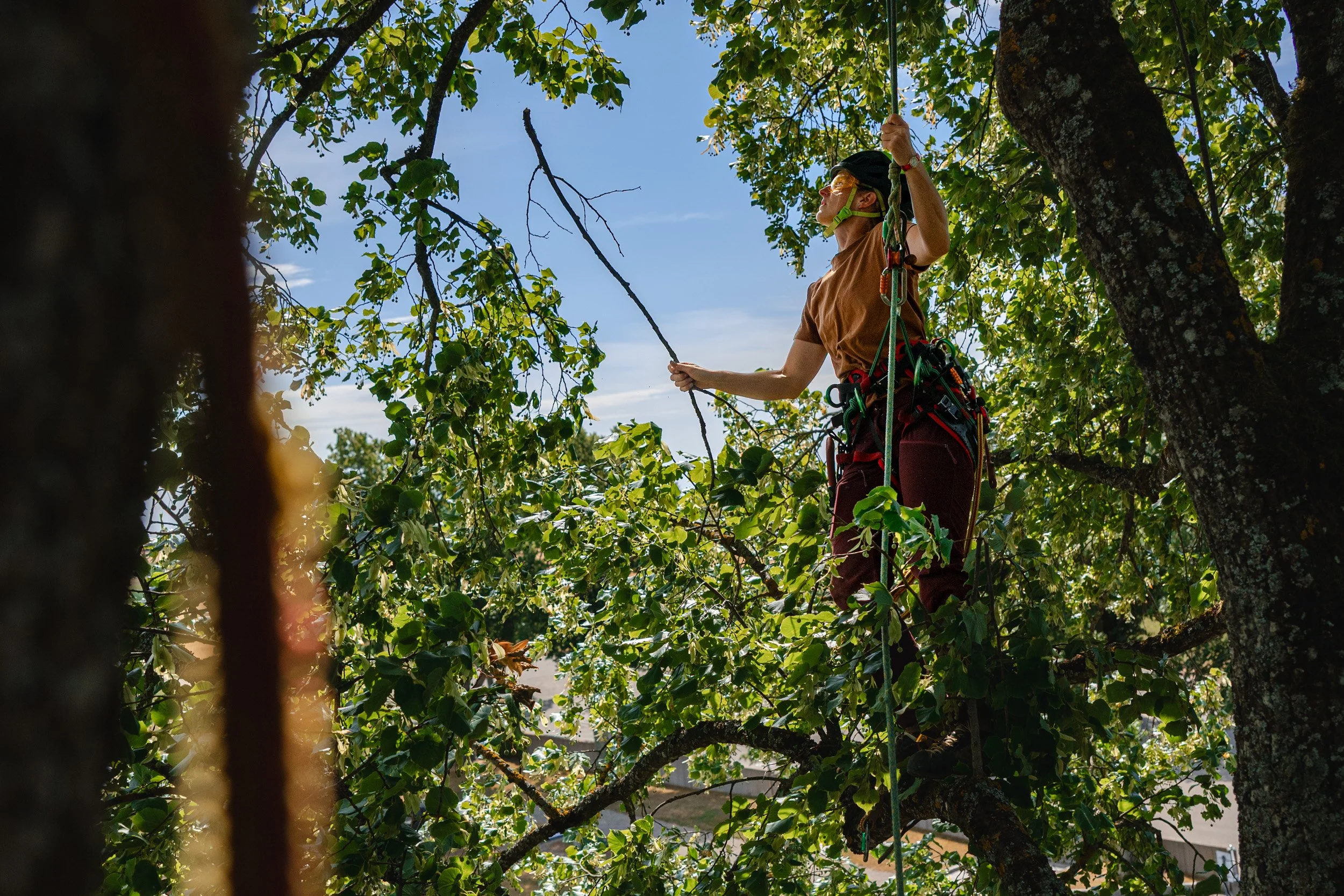 Baumpfleger mit Helm und Kletterausrüstung arbeitet in einem belaubten Baum.