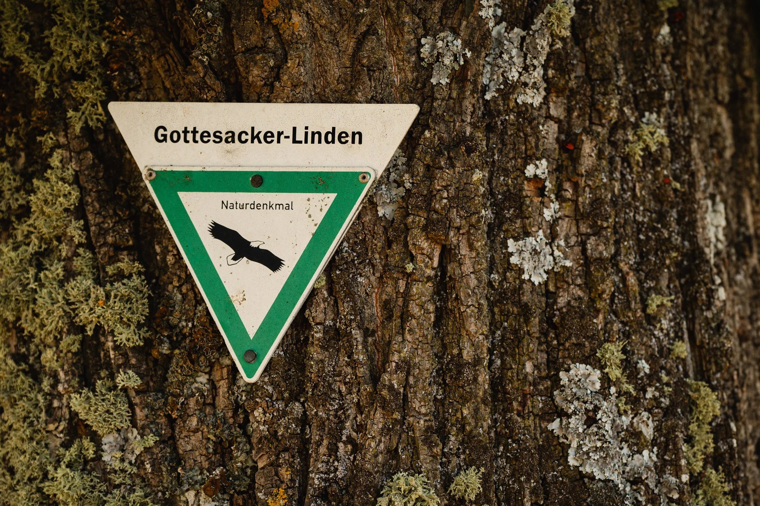 Hinweisschild „Gottesacker-Linden“ als Naturdenkmal an einem mit Flechten bewachsenen Baumstamm.