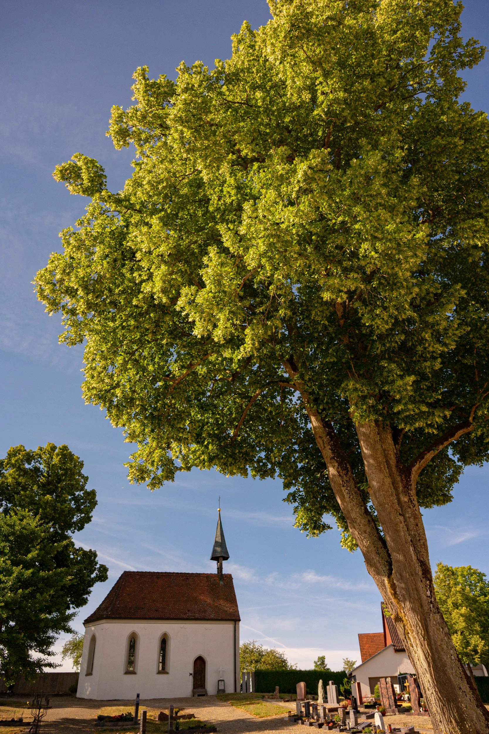 Kleine weiße Kirche mit spitzem Turm auf einem Friedhof unter einer großen grünen Linde bei blauem Himmel