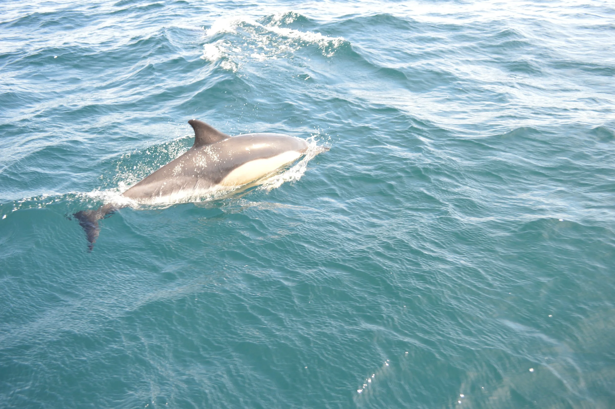 DSC_0032.JPG