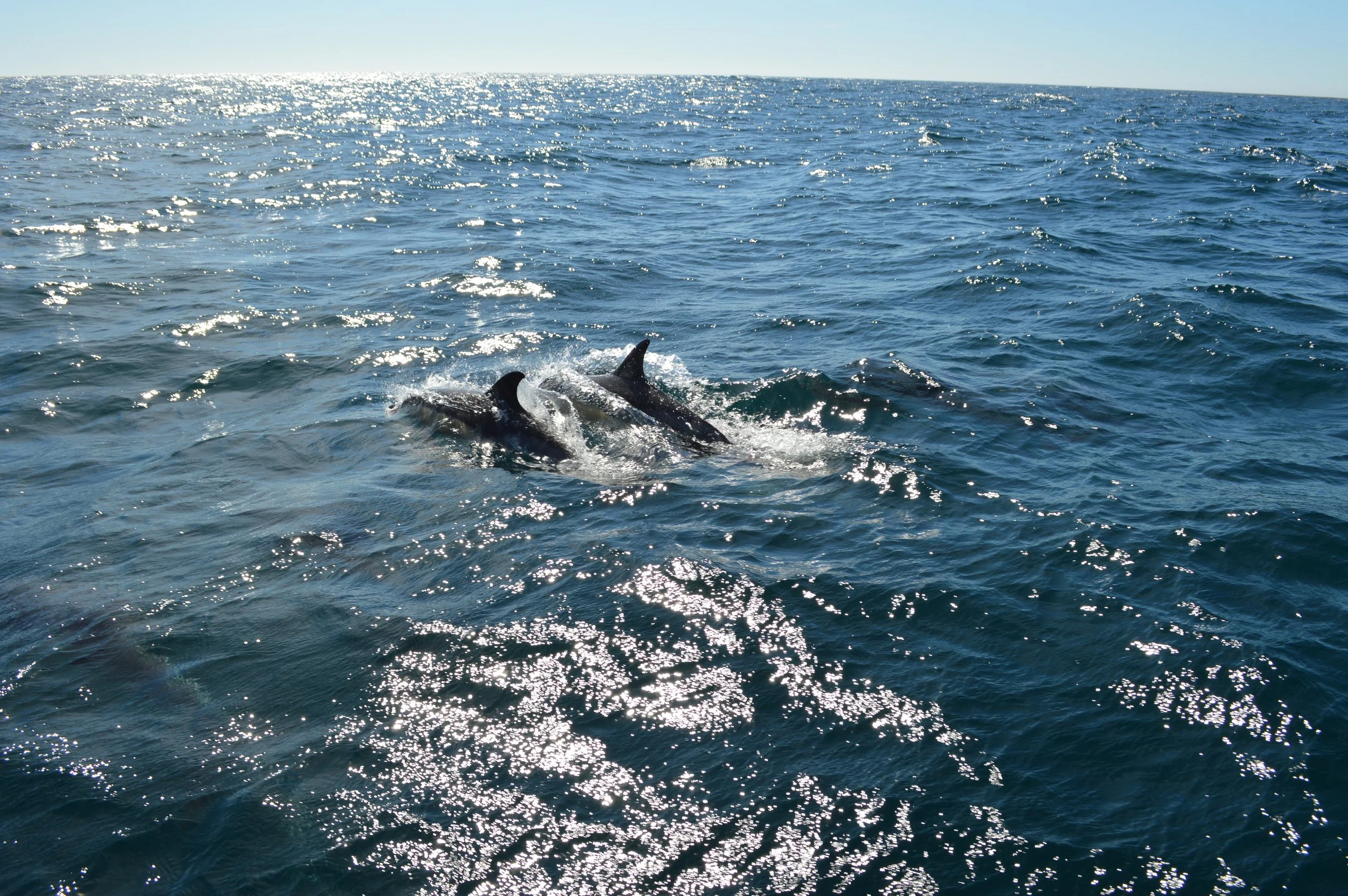 DSC_0123.JPG