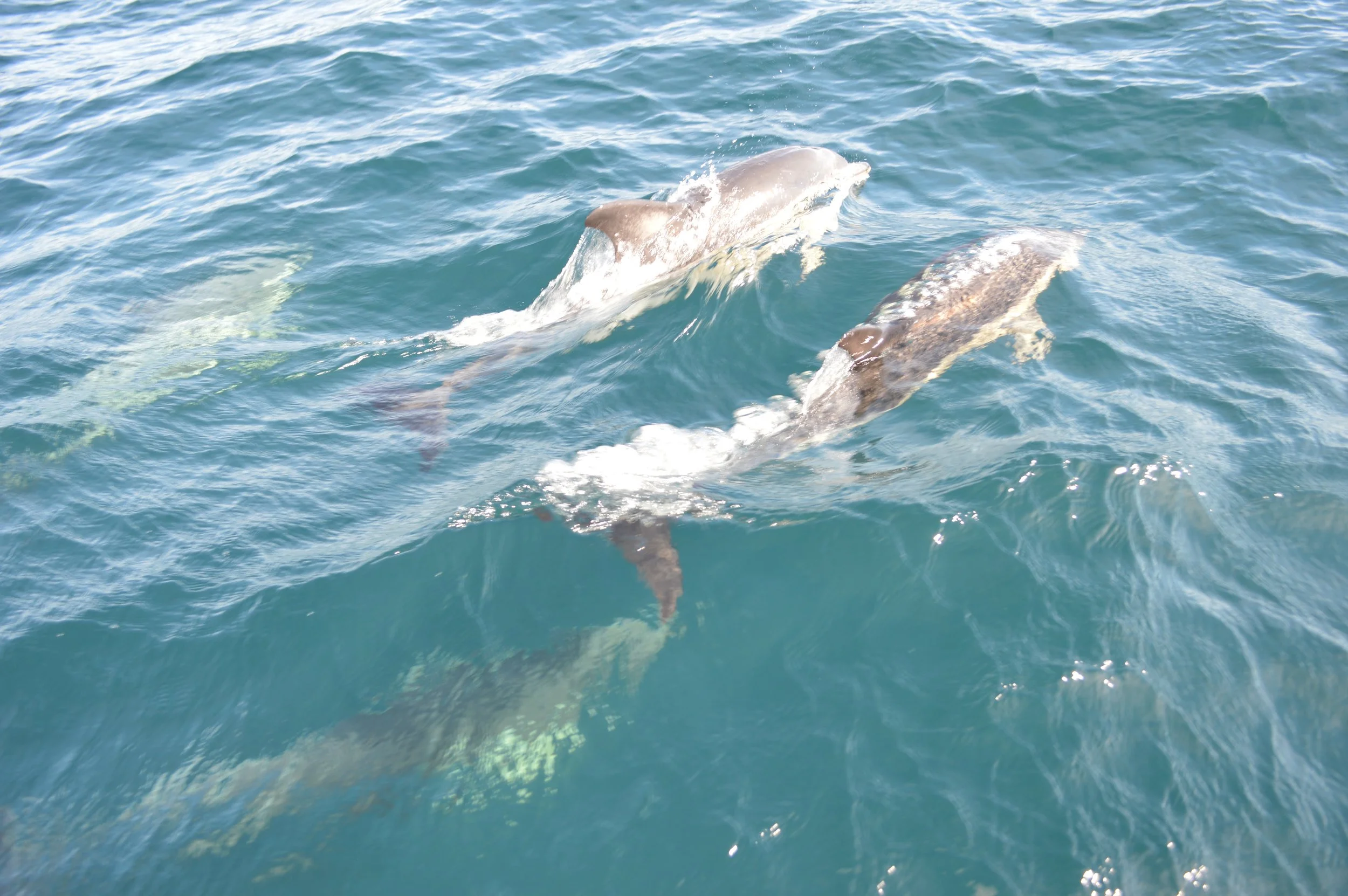 Ein Glücksfoto - Links der Gemeine Delfin der Delfingruppe und rechts ein Atlantischer Fleckendelfin, eher selten an Portugals Küste zu sehen