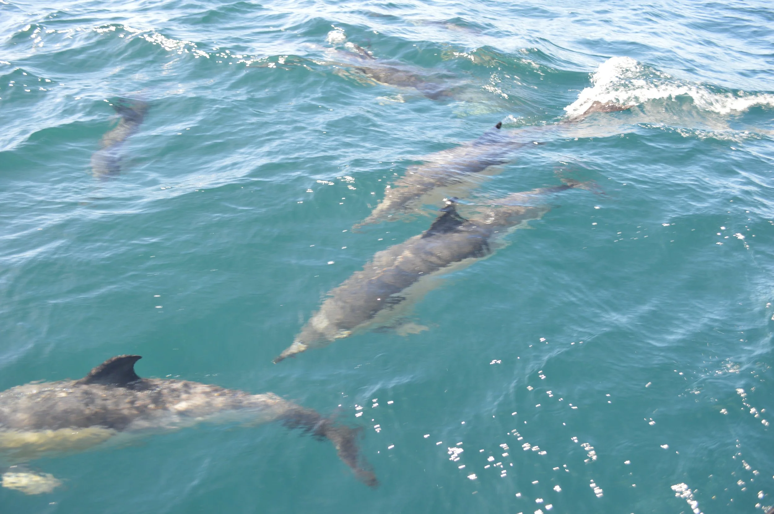 DSC_0132.JPG