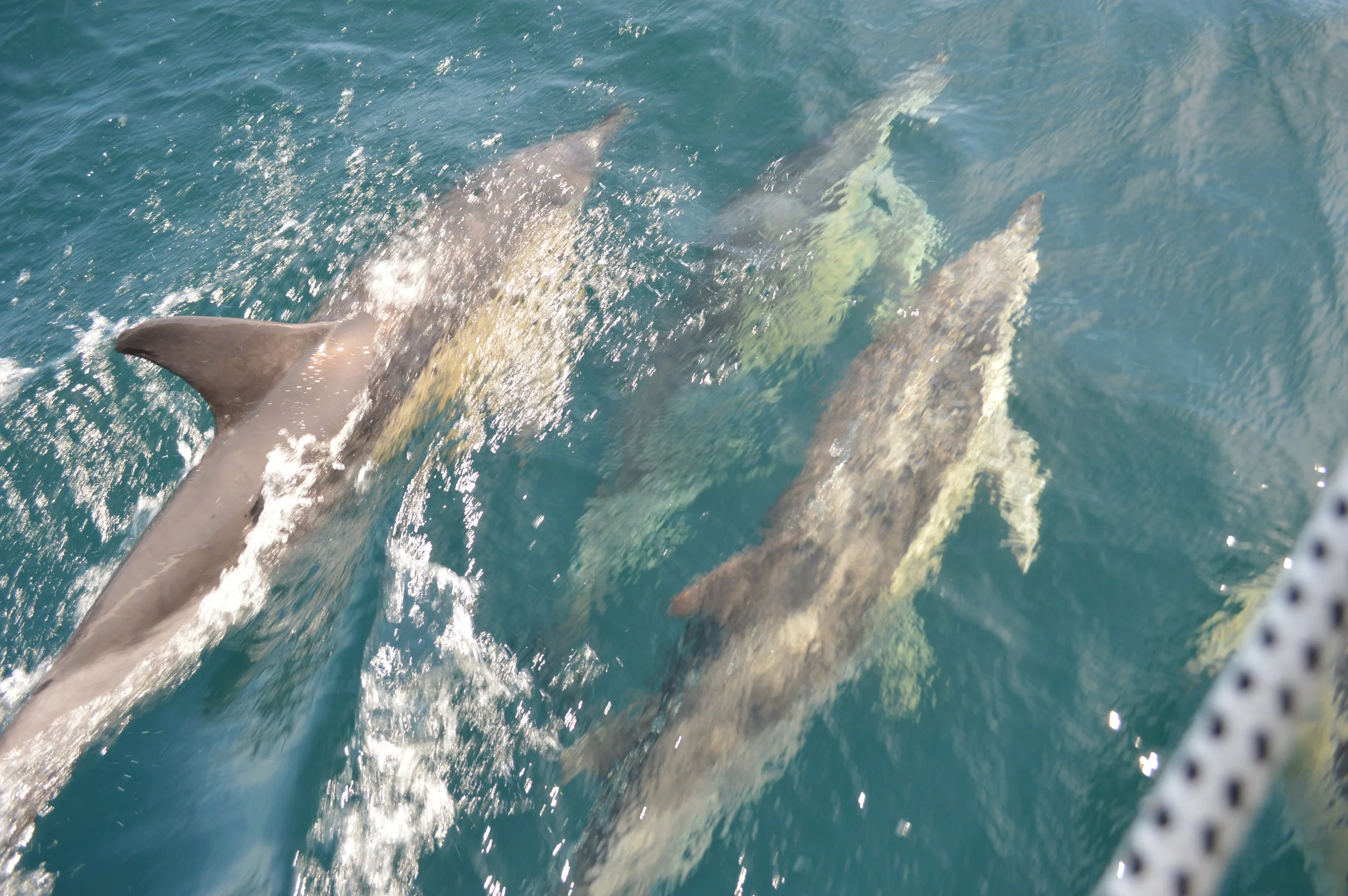 DSC_0077.JPG