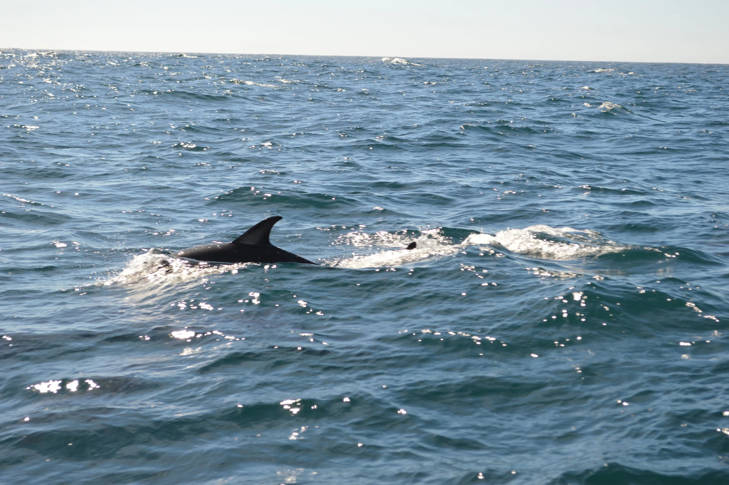 DSC_0106.JPG