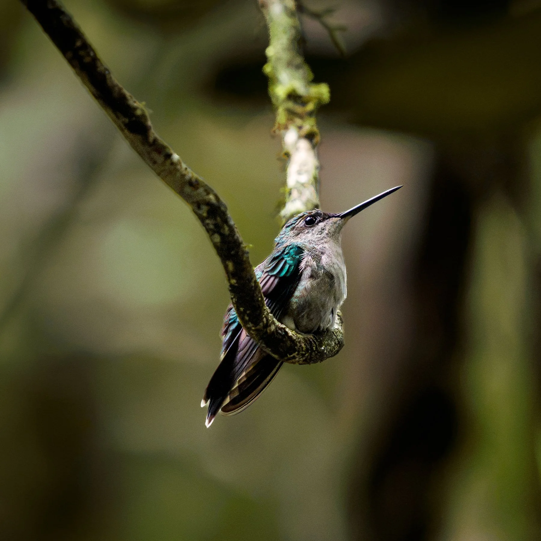 Un colibri posé sur une branche, avec un arrière-plan flou vert écologique.