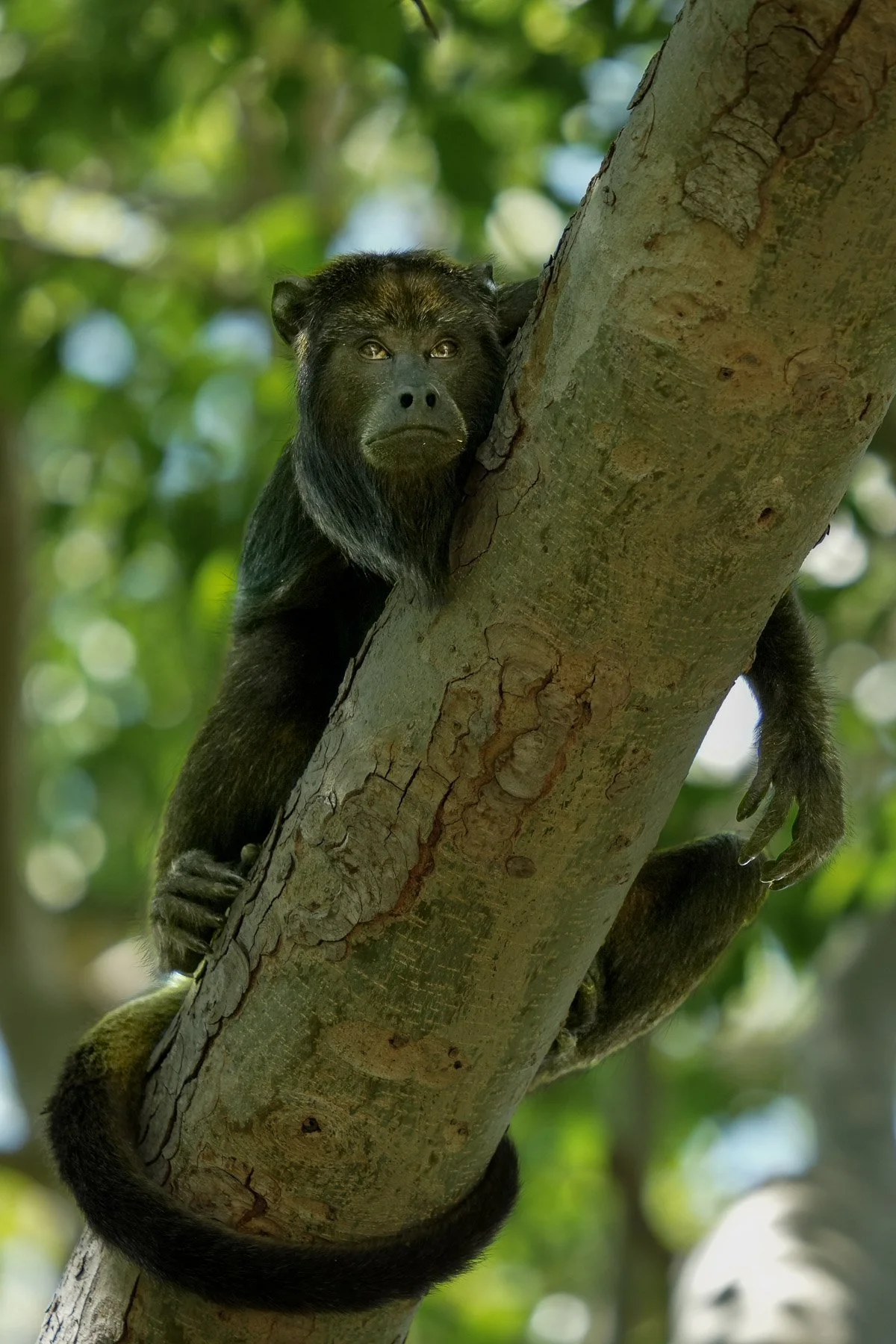 Un singe noir accroché à un tronc d'arbre dans une forêt verte.