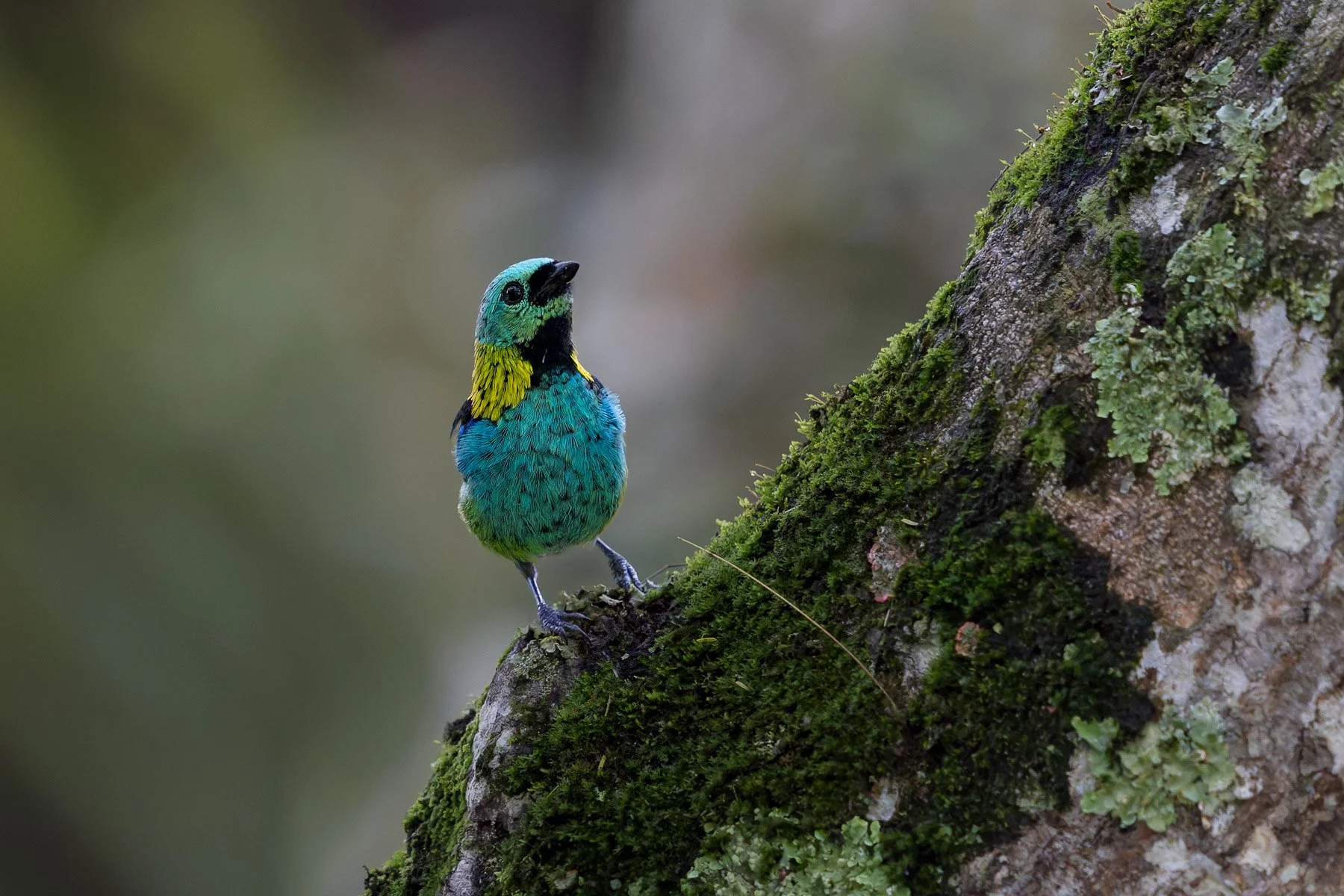 Un oiseau coloré avec des plumes bleues, vertes, jaunes et noires, perché sur un arbre recouvert de mousse et de lichen