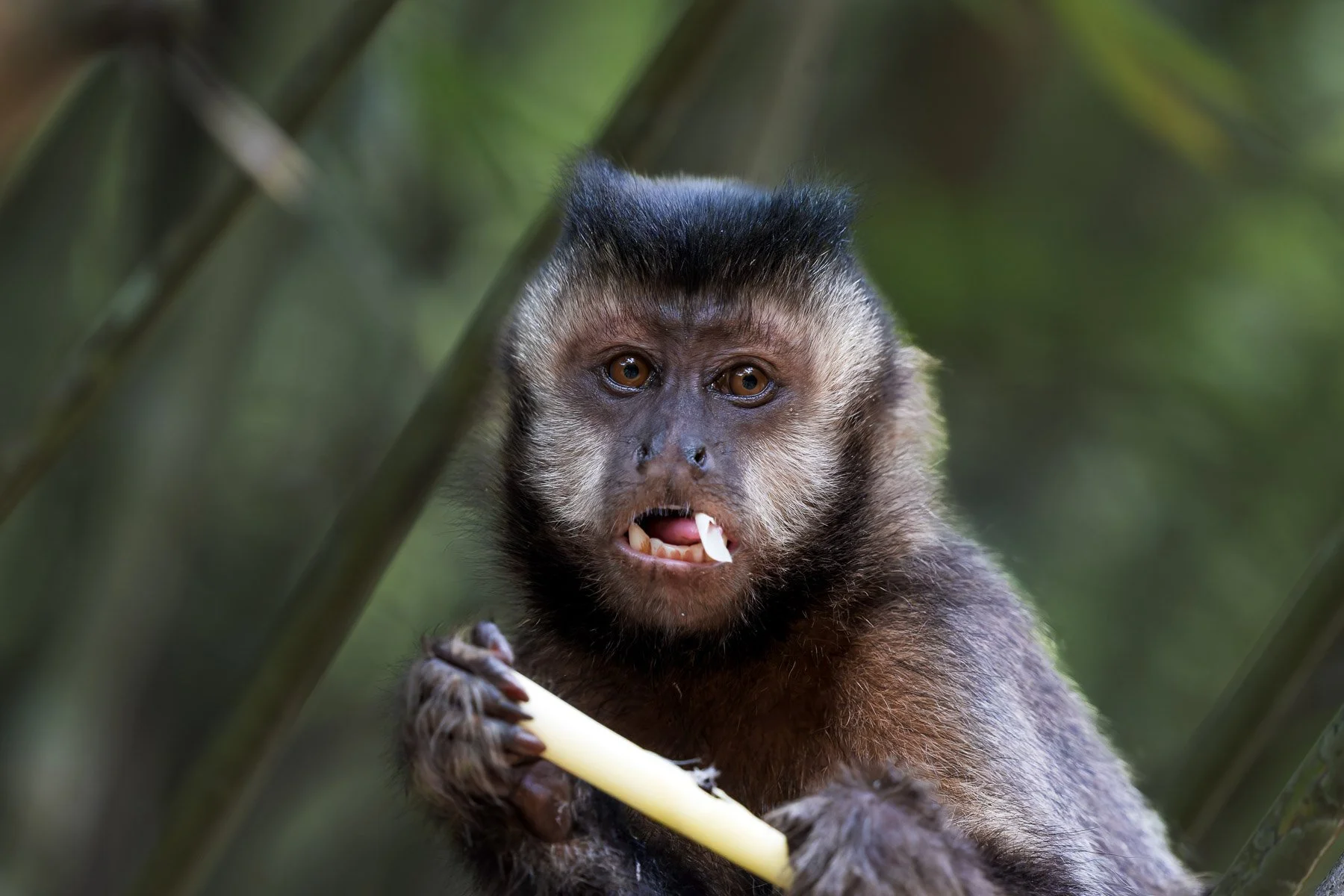 Un singe en forêt tenant un bâton, avec des yeux expressifs et une expression faciale intrigante.