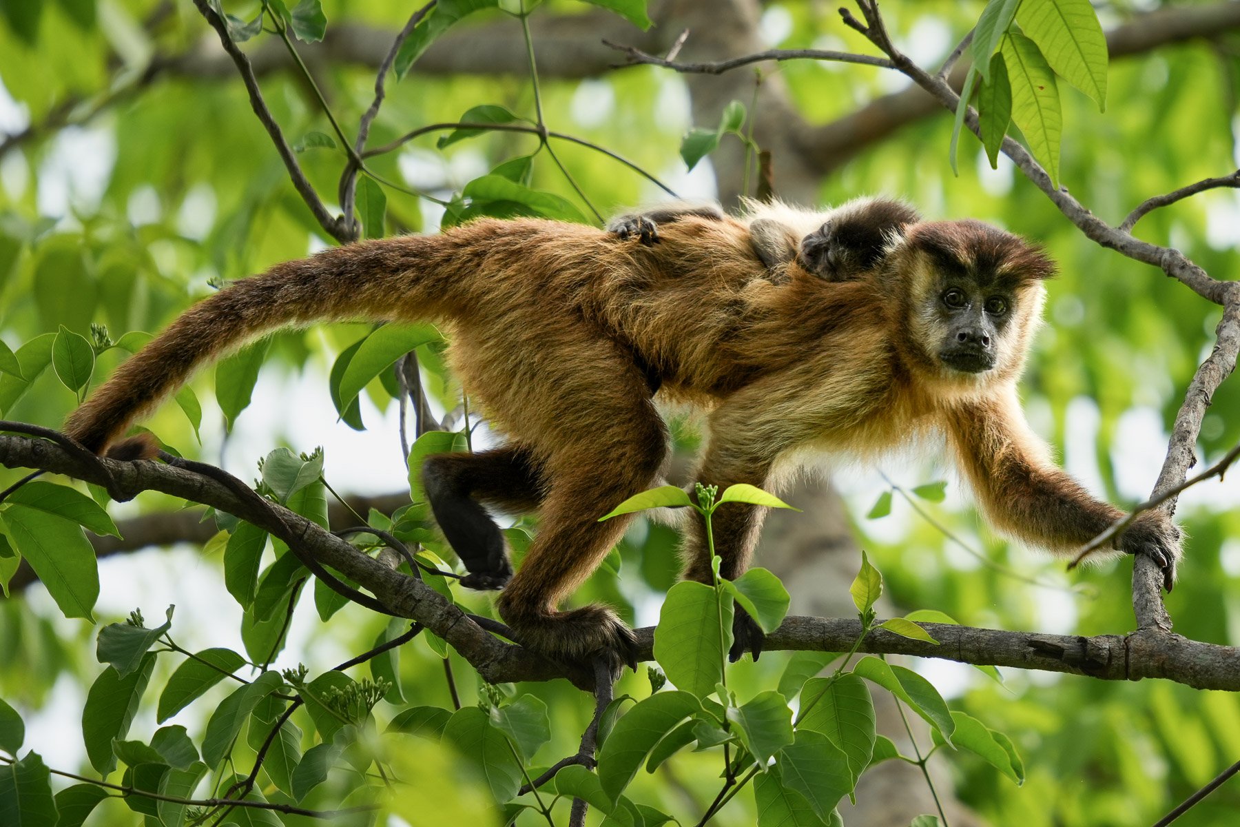 Un singe tamarin avec un bébé sur son dos, perché dans un arbre feuillu.