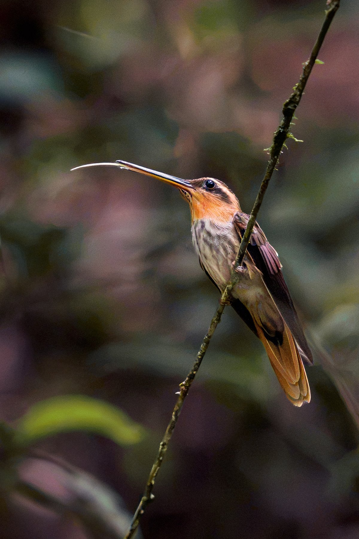 Un colibri perchée sur une branche mince, avec un arrière-plan flou de feuillage.