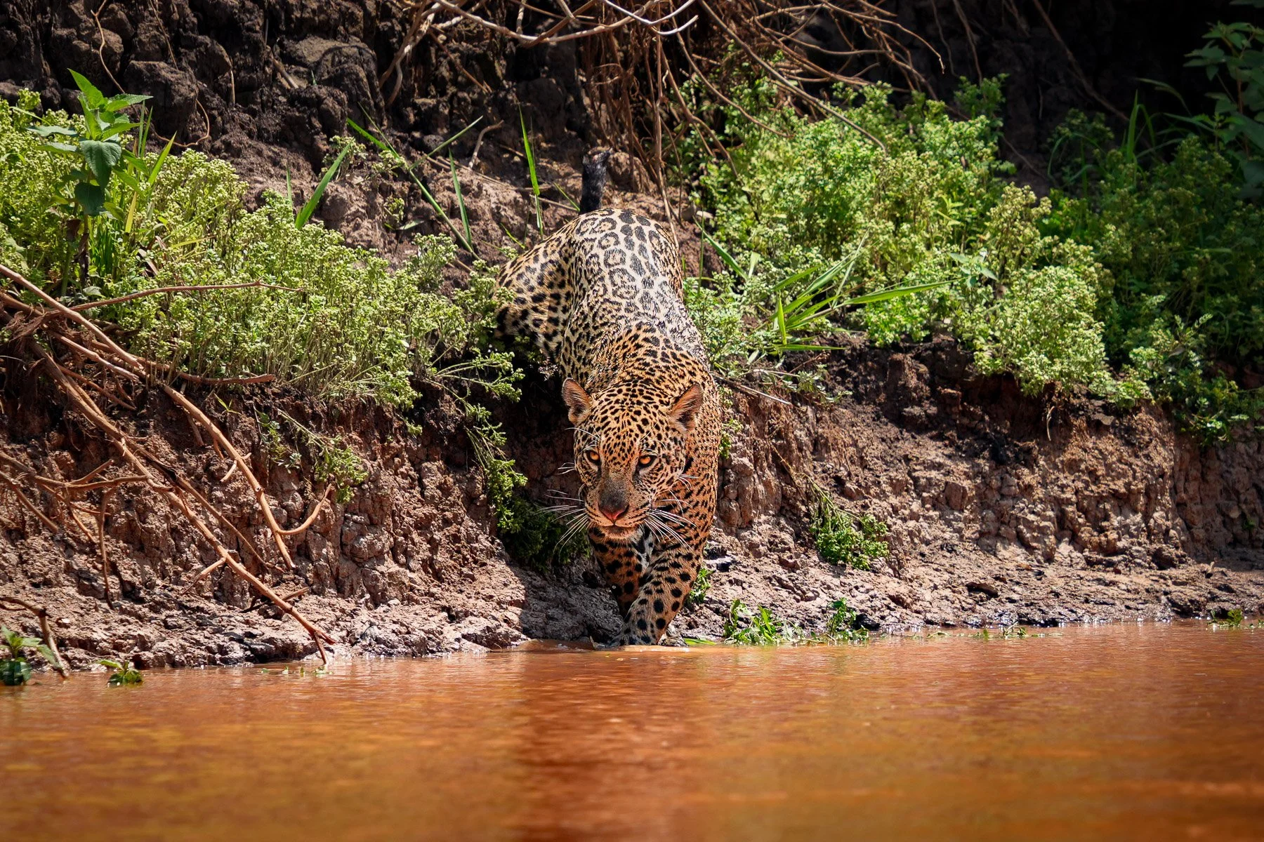 Un jaguar marche le long d'une rivière dans la jungle, entouré de végétation verte et de terre rocheuse.