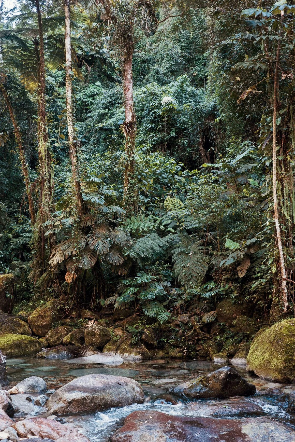 Une forêt tropicale dense avec une rivière au premier plan, entourée de rochers et de végétation luxuriante.