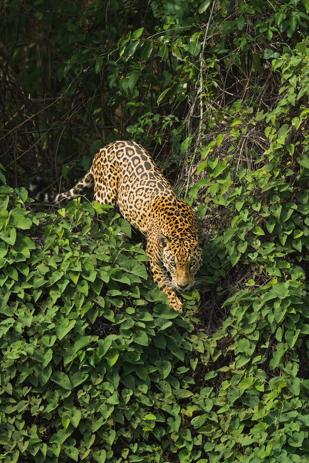Un jaguar marche à travers une végétation dense dans la forêt tropicale.