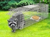 A raccoon in a small animal trap outdoors on grass
