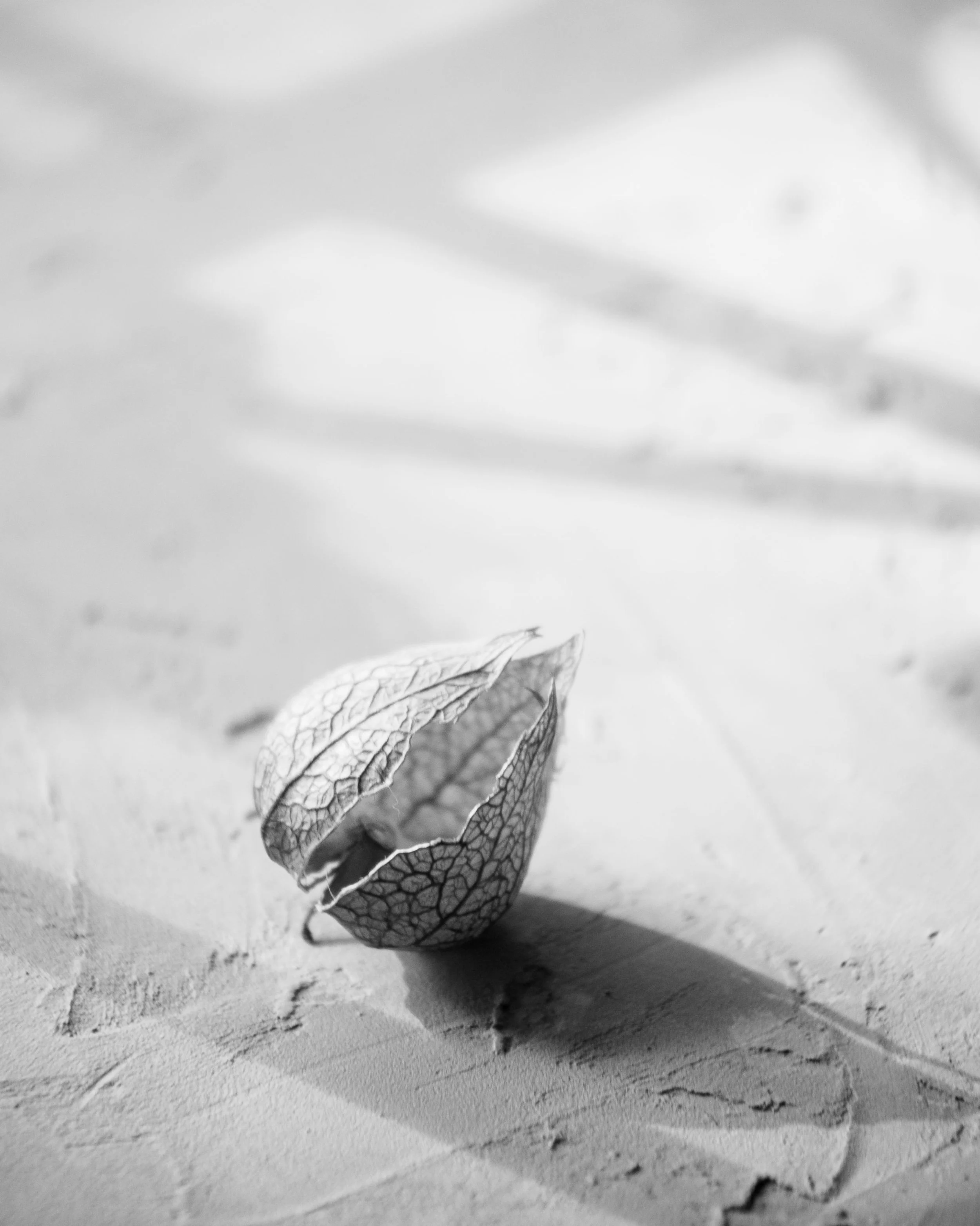 A close-up of a withered, skeletal leaf resting on a textured surface, captured in black and white.